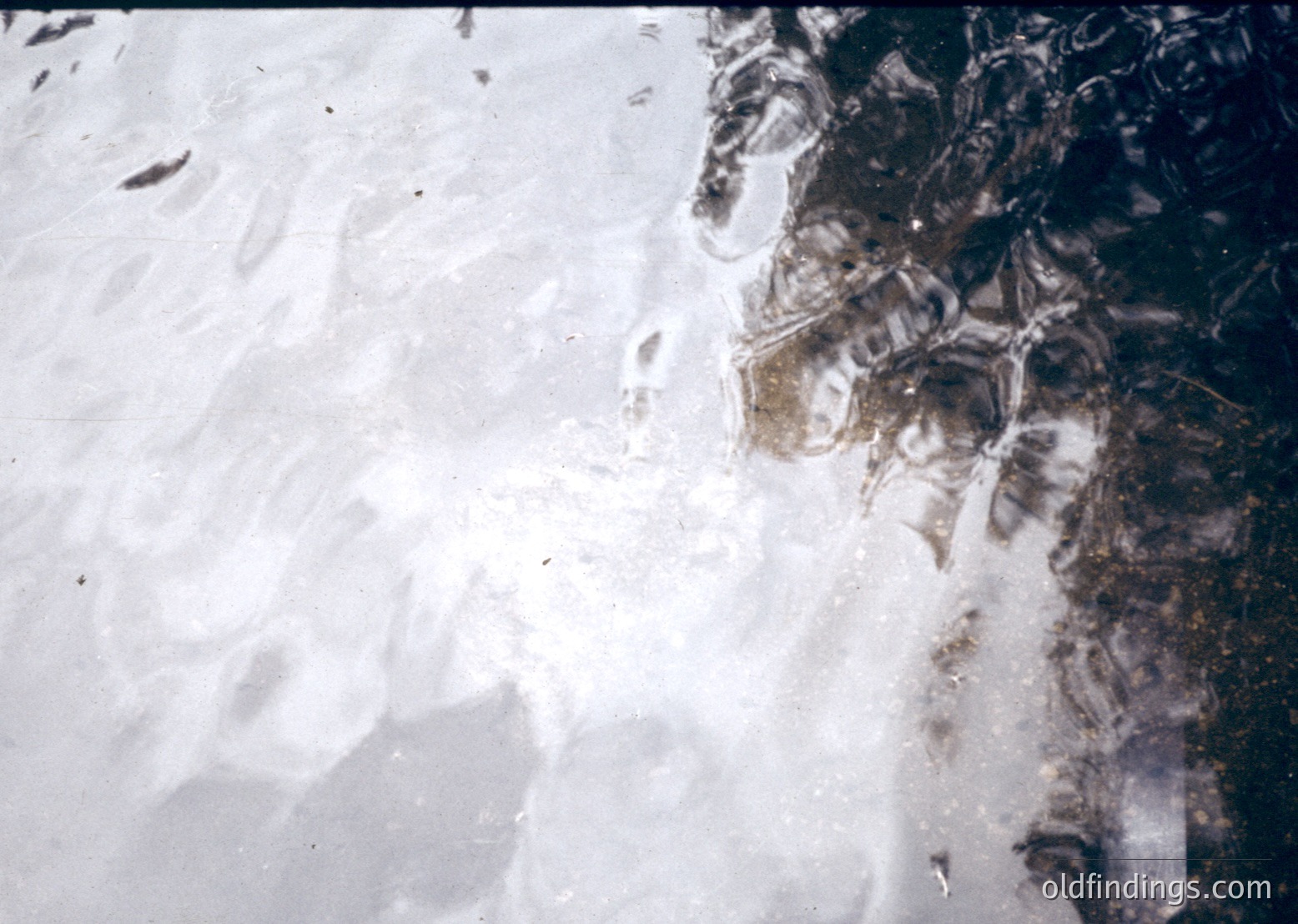Aerial view of a coastal landscape with snow-covered terrain transitioning to a densely vegetated area. The snow appears undisturbed, suggesting recent accumulation. The image likely captures a polar or high-latitude region, possibly or .