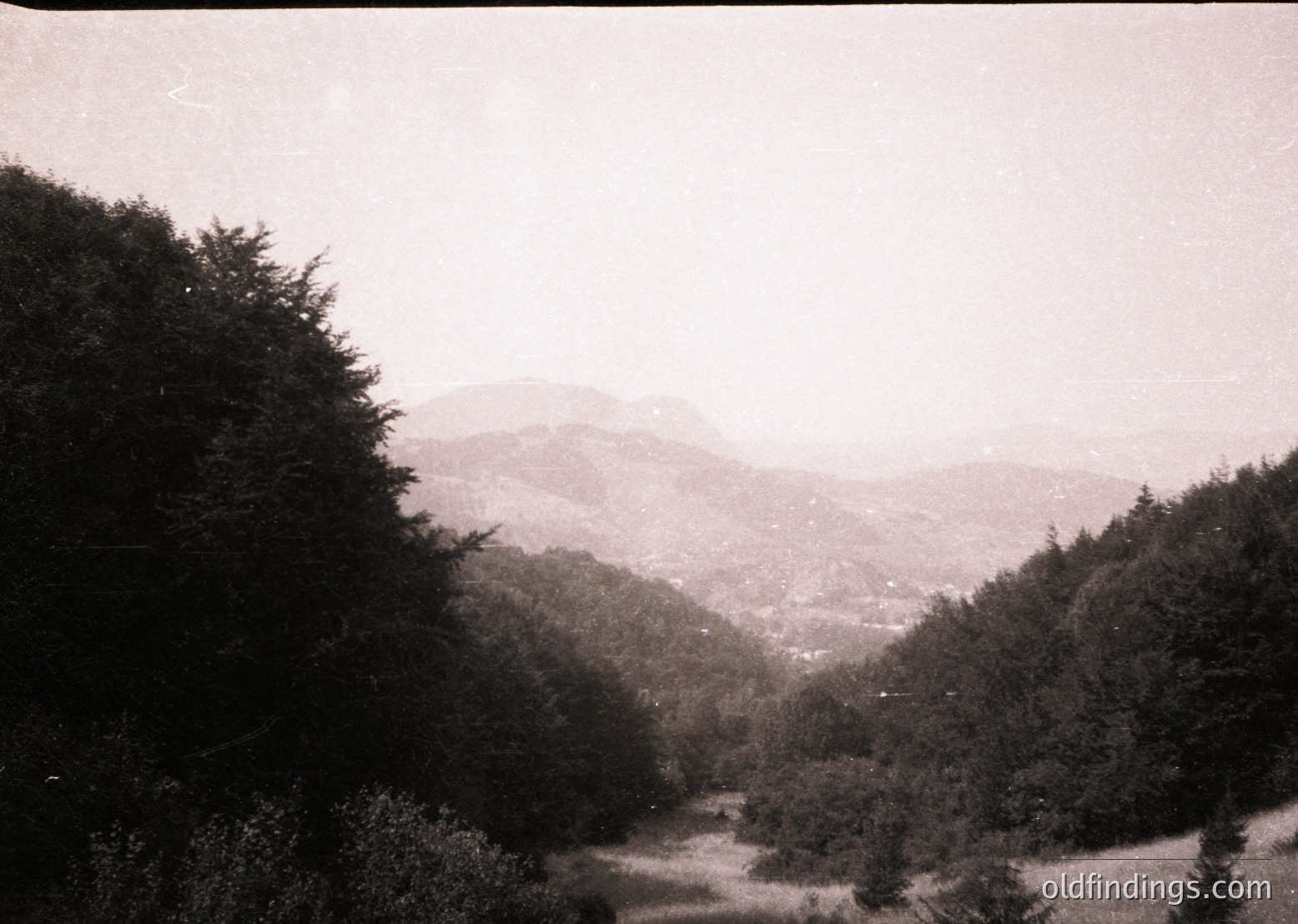 Vintage sepia-toned landscape featuring dense coniferous forest framing a misty valley and distant mountain ridge. Likely early-to-mid 20th century due to photographic style.