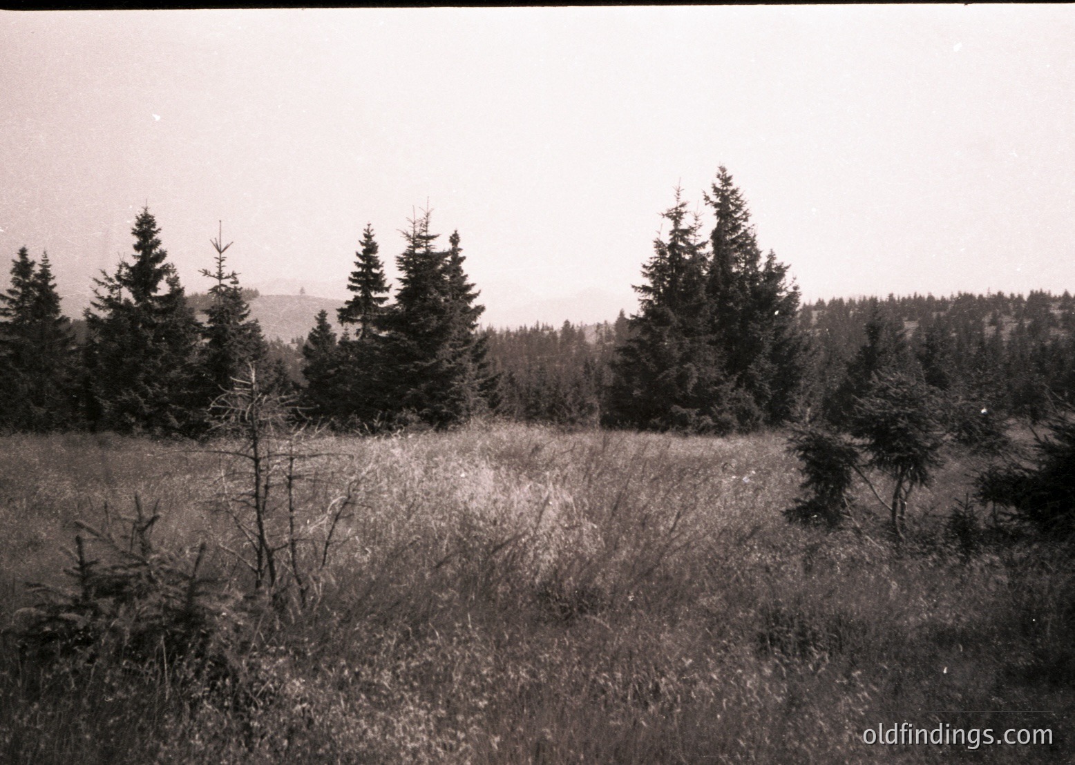 Vintage black-and-white landscape of dense coniferous forest with sparse undergrowth, likely mid-20th century. Rolling terrain and distant hills frame a serene, untouched natural scene.