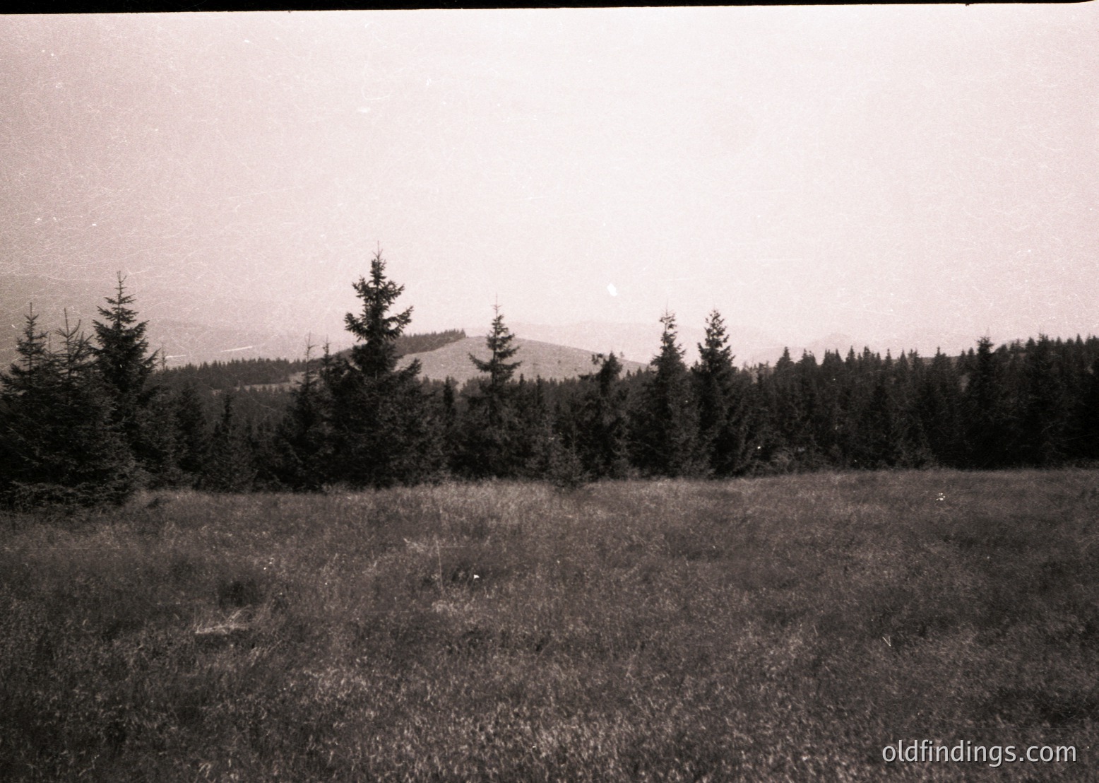 Black-and-white landscape shot of dense coniferous forest framing rolling hills under overcast skies. Mid-20th century vintage, likely European alpine region.