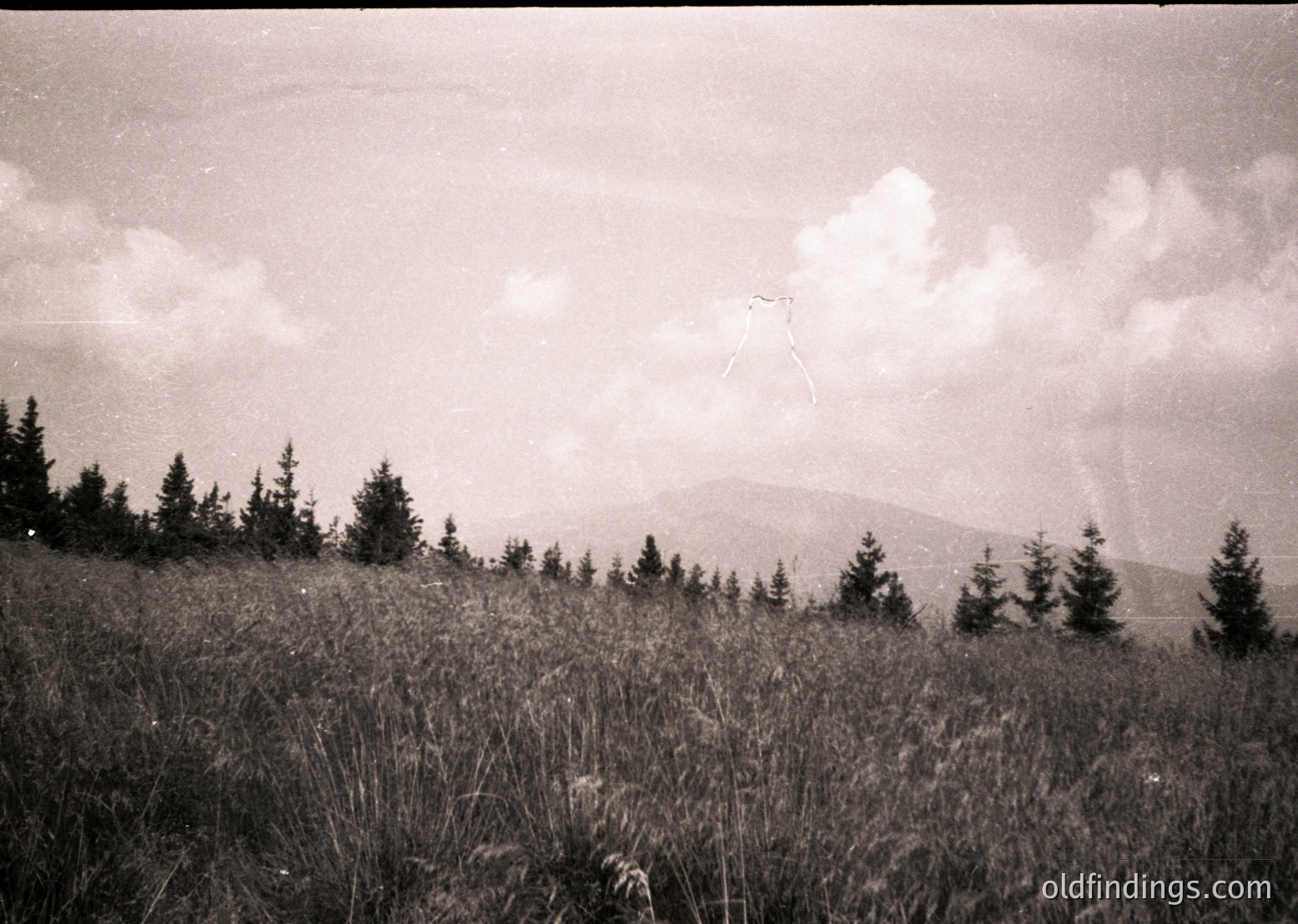 Vintage black-and-white landscape of dense coniferous forest on rolling terrain, with distant mountain range under stormy skies. Tall grasses frame the foreground, suggesting a mid-20th century outdoor scene.