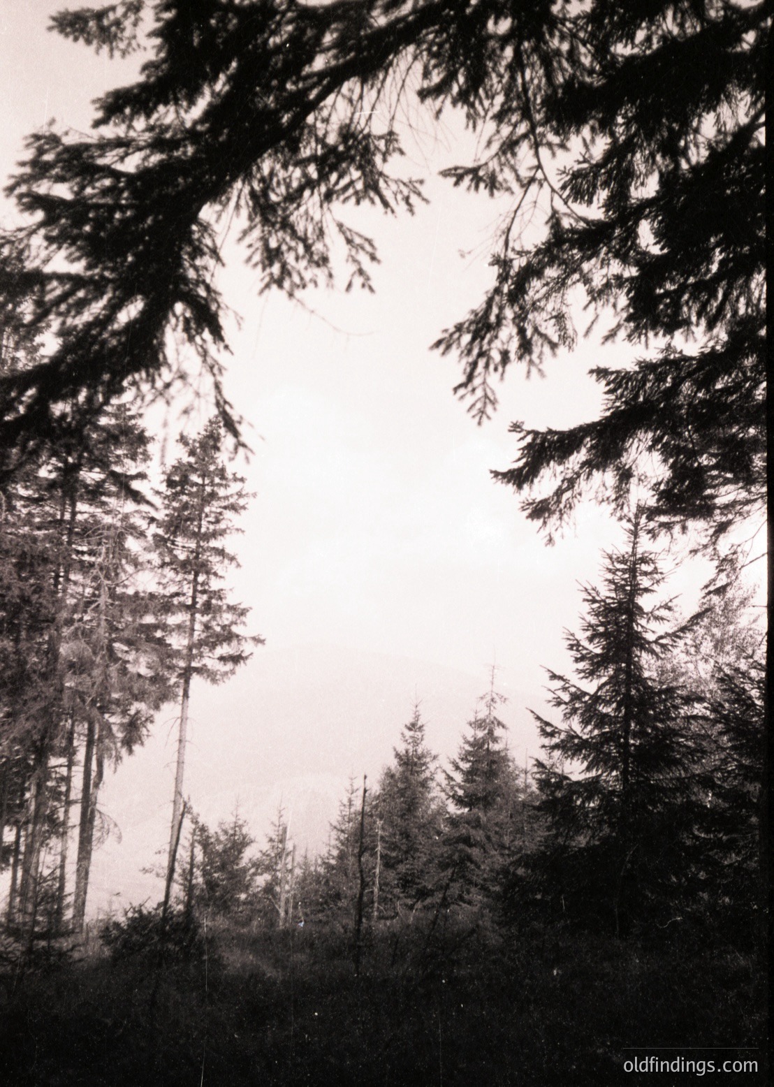 Dense coniferous forest in misty, overcast conditions with tall evergreens framing the sky. Black-and-white composition highlights texture and depth. Likely mid-20th century due to grain and contrast. Ideal for nature, travel, or vintage design references.