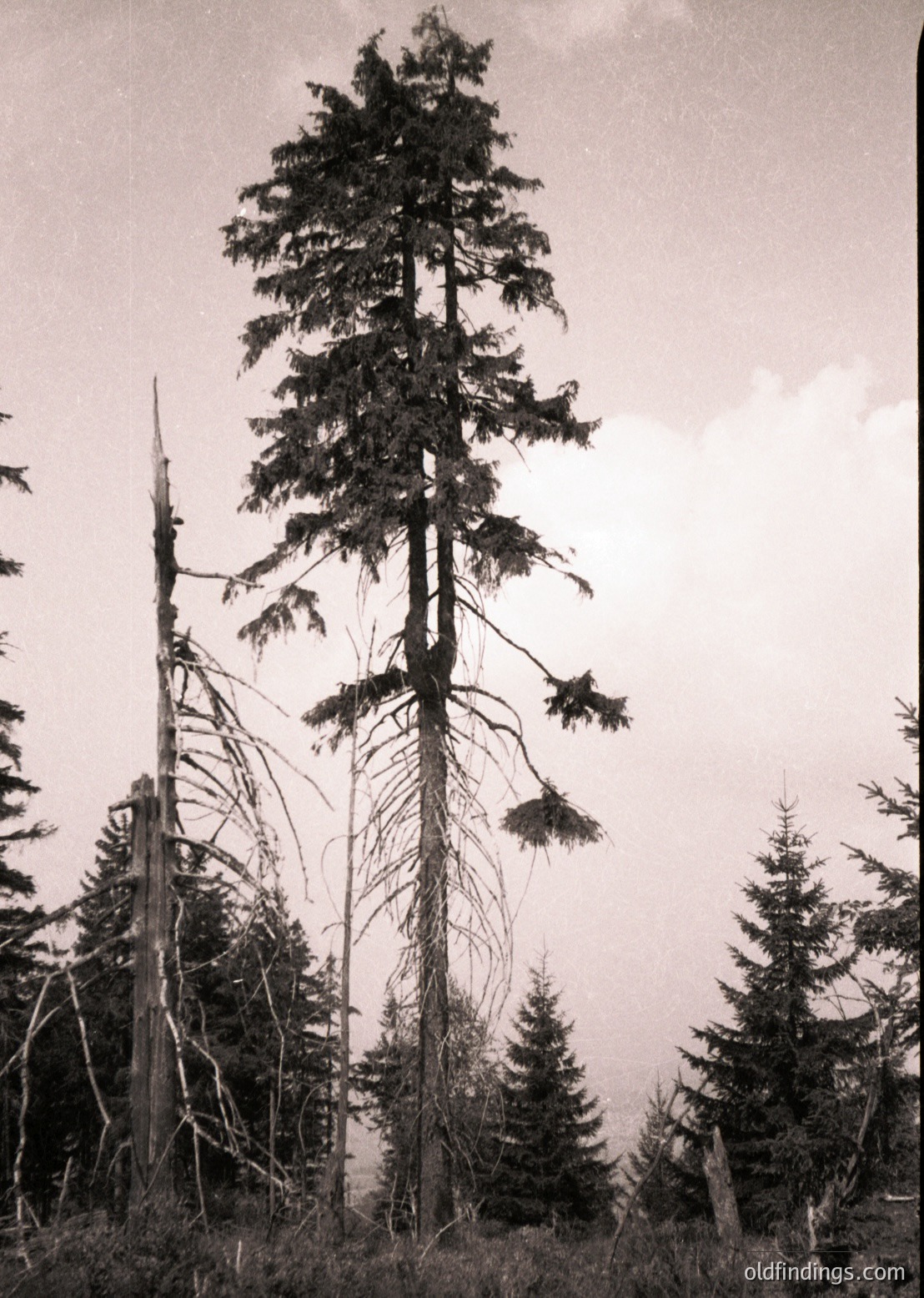 Tall, mature conifer stands against misty alpine backdrop, showcasing textured bark and sparse lower branches. Dramatic lighting enhances depth in dense forest setting. Likely black-and-white photography for nature/landscape archives.