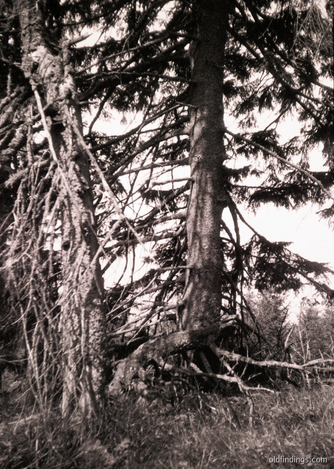 Mature deciduous tree trunk with exposed, gnarled roots and sparse foliage, captured in high-contrast black-and-white. Sunlight filters through branches, creating intricate light patterns on the forest floor. --- *Note: While the exact time period is indeterminable, the grain and contrast suggest a mid-20th-century photographic style.*