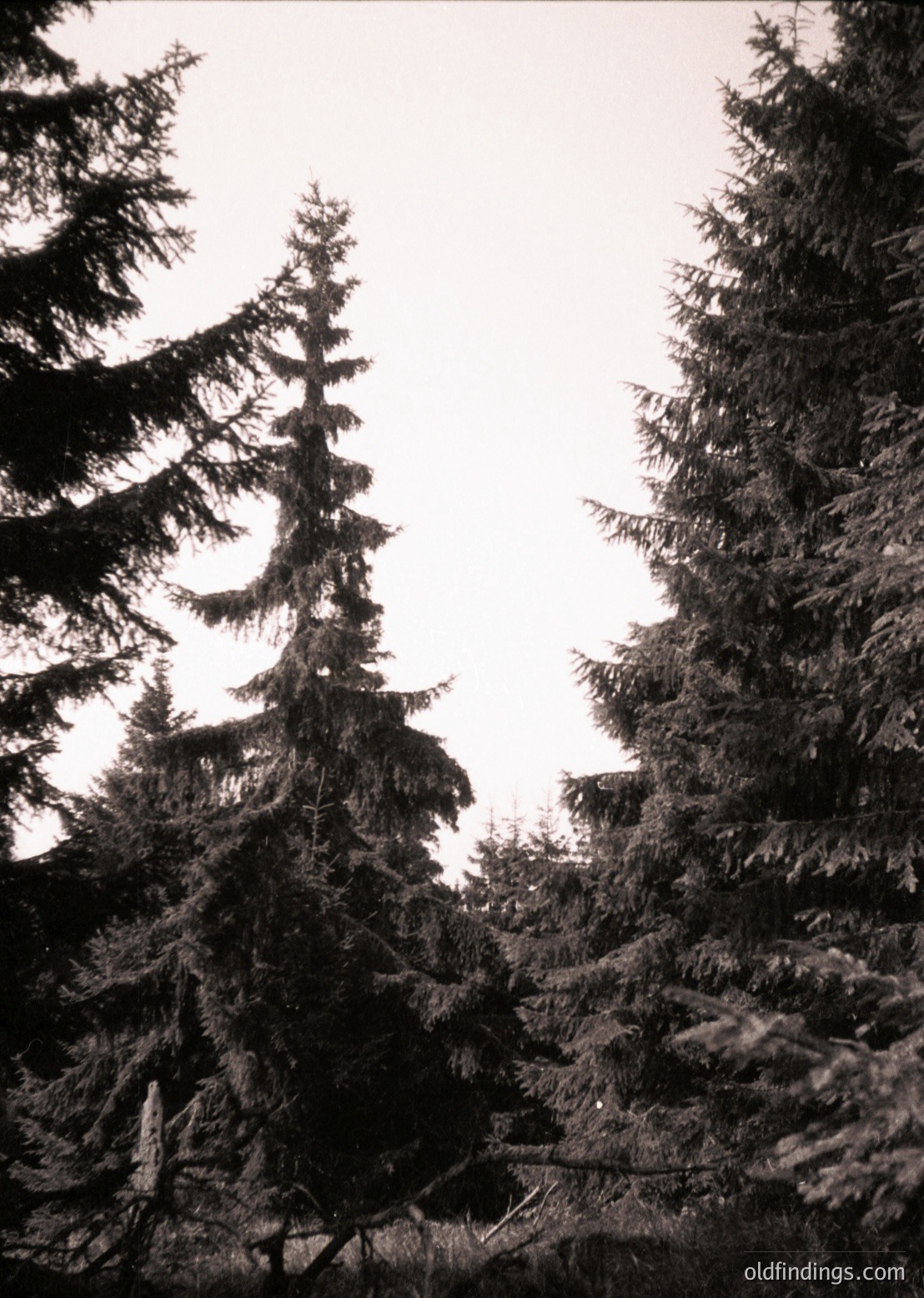 Tall, dense evergreen conifers dominate this high-contrast black-and-white forest scene. Light filters through gaps, creating intricate shadow patterns on the ground. The composition emphasizes vertical lines and natural textures, ideal for moody, atmospheric photography.