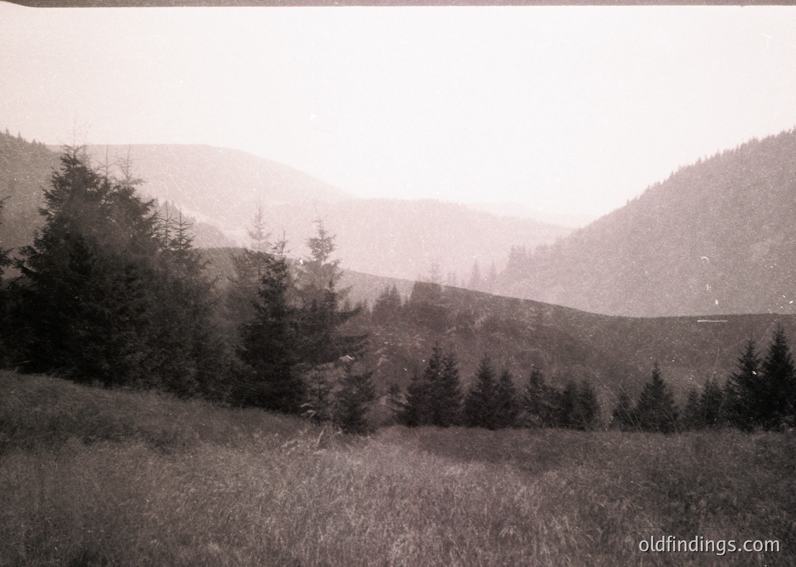 Vintage sepia-toned landscape of forested hills with sparse pine trees in foreground, likely early 20th century. Misty atmosphere suggests alpine or mountainous terrain.