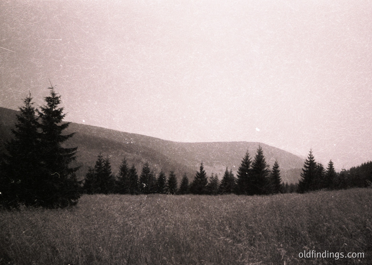 Vintage sepia-toned landscape of forested rolling hills under overcast skies. Dense pine trees frame a gently sloping meadow, suggesting rural isolation. Likely early-to-mid 20th century due to photographic style. Ideal for nature, historical, or travel archives.