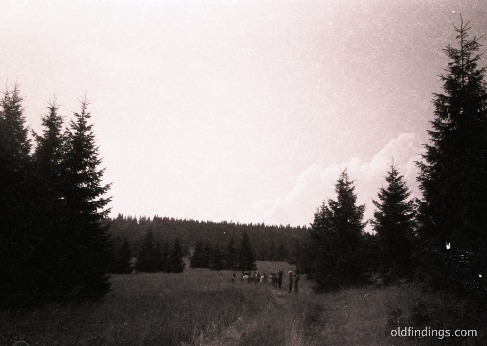 Black-and-white forest scene with a group of 12+ people standing on a grassy clearing, framed by dense coniferous trees. Distant mountain range visible under overcast skies. Likely mid-20th century outdoor gathering or hike.