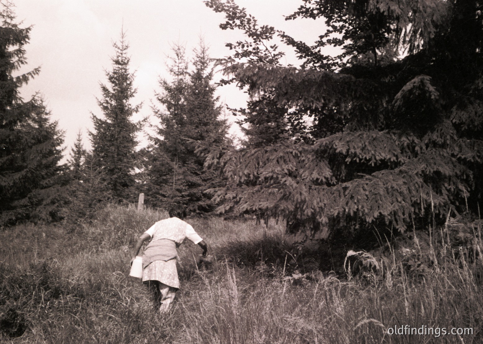 Black-and-white photograph of a lone figure in traditional alpine attire bending to gather wild herbs or mushrooms in a dense coniferous forest. Mid-20th century European mountain village setting.