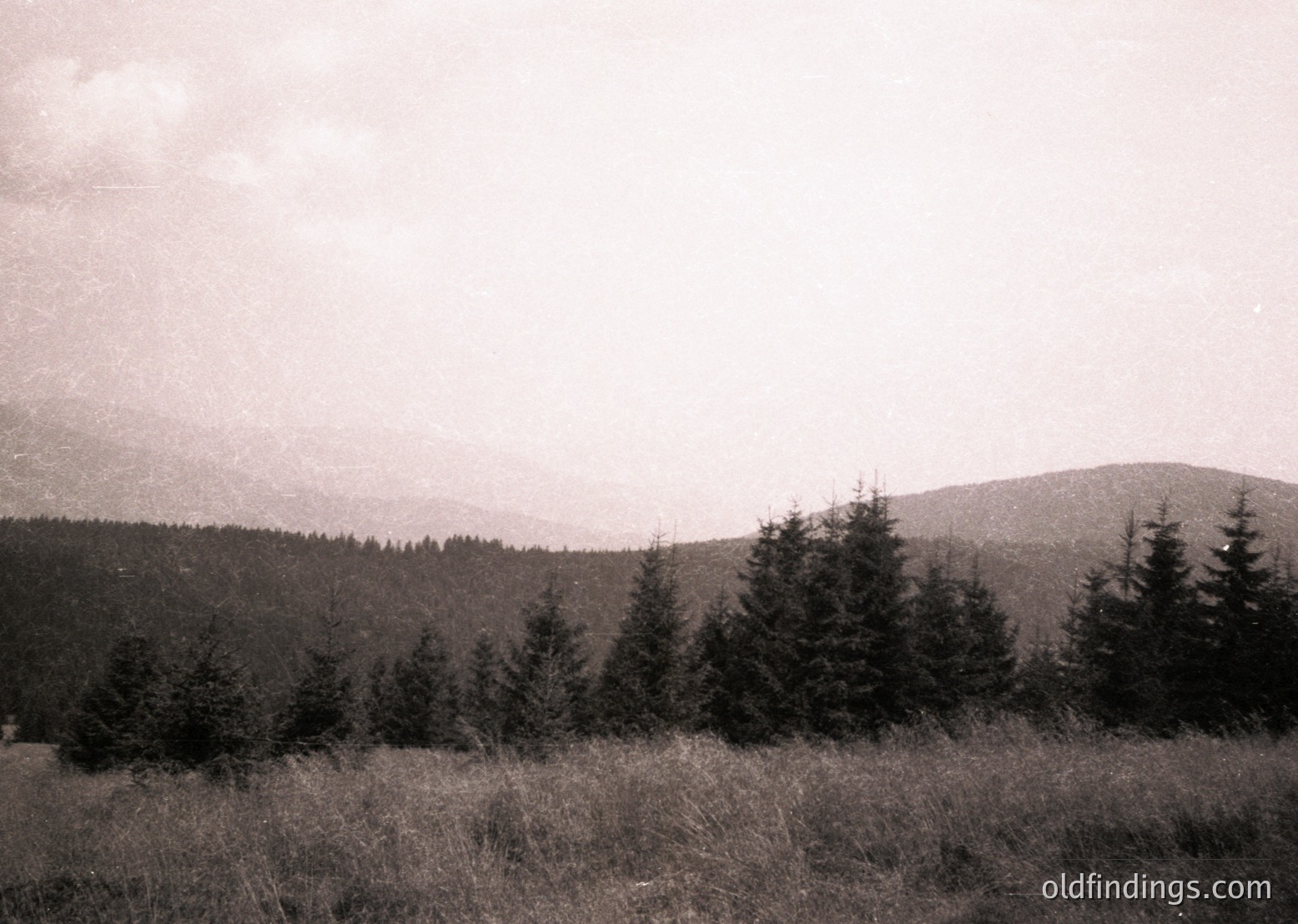 Black-and-white landscape featuring dense coniferous forest transitioning into rolling hills under an overcast sky. Mid-20th century monochrome print style suggests vintage or archival quality.