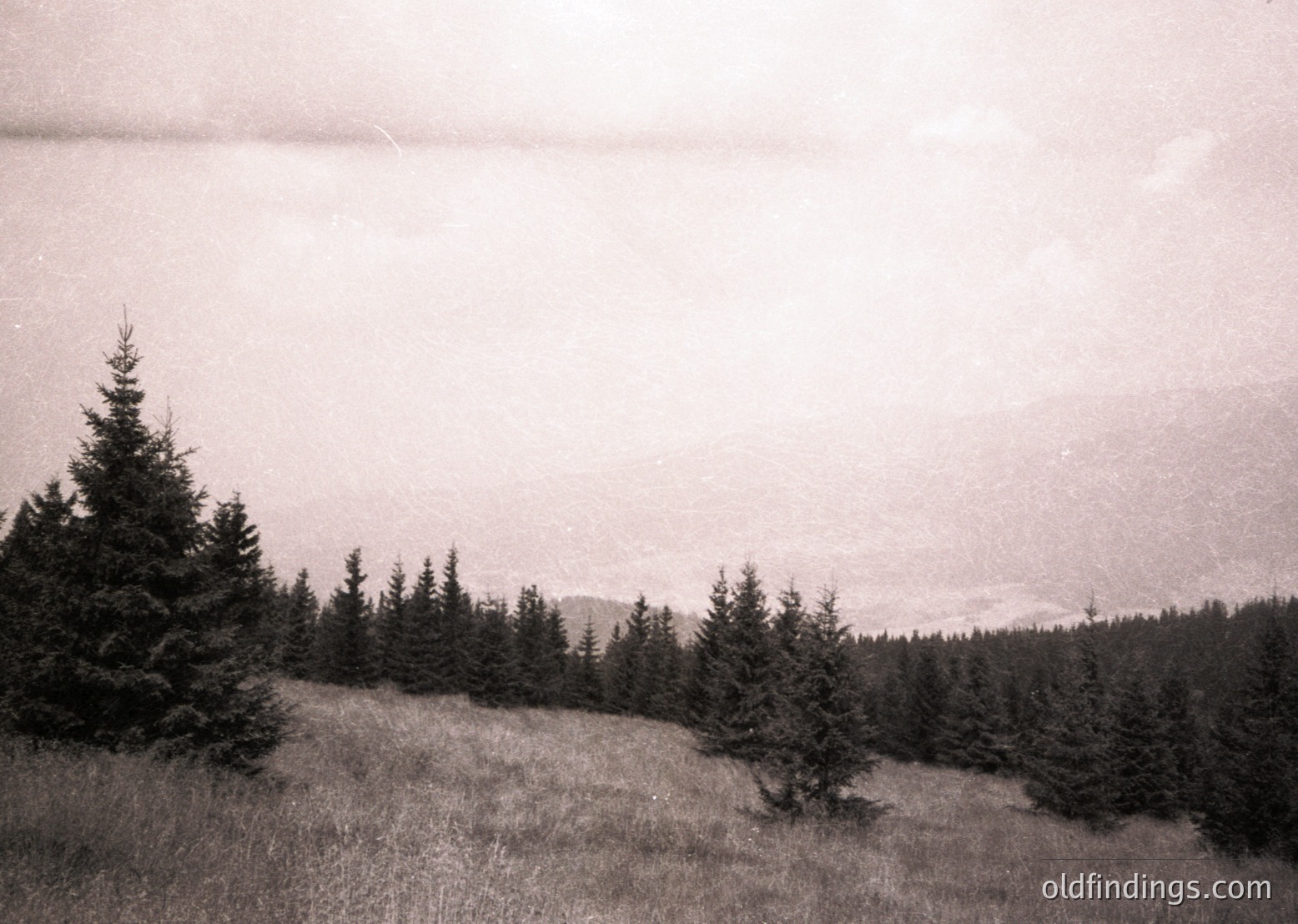 Vintage sepia-toned landscape of dense coniferous forest under overcast skies. Rolling terrain with sparse grassy patches and distant hills. Likely early-to-mid 20th century due to photographic style.
