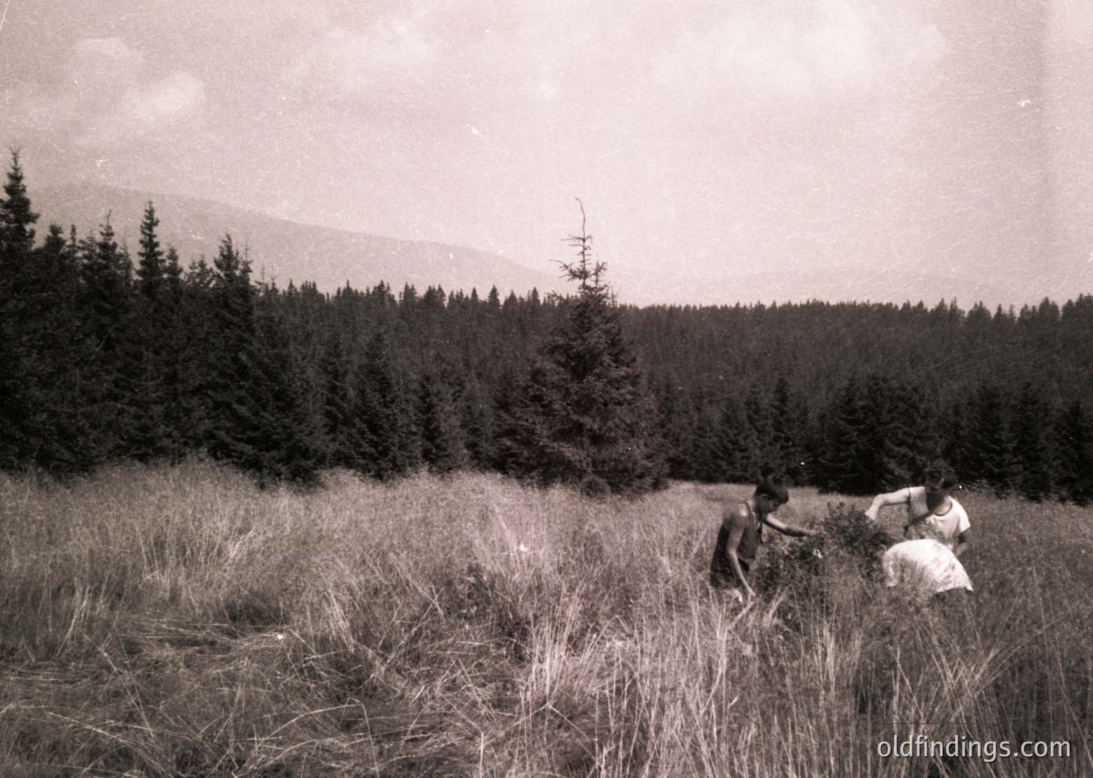 Vintage black-and-white photo of three individuals in a grassy meadow surrounded by dense coniferous forest, likely mid-20th century. The scene suggests a rural or alpine setting with a lone tree in the background. Clothing hints at early-to-mid 1900s fashion.