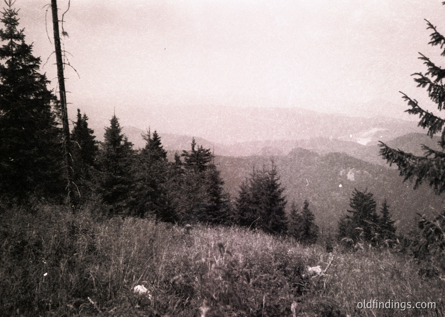 Vintage black-and-white alpine forest scene with dense coniferous trees framing a misty valley. Foreground grass and scattered rocks suggest a high-altitude trail. Timeless natural beauty with layered textures.