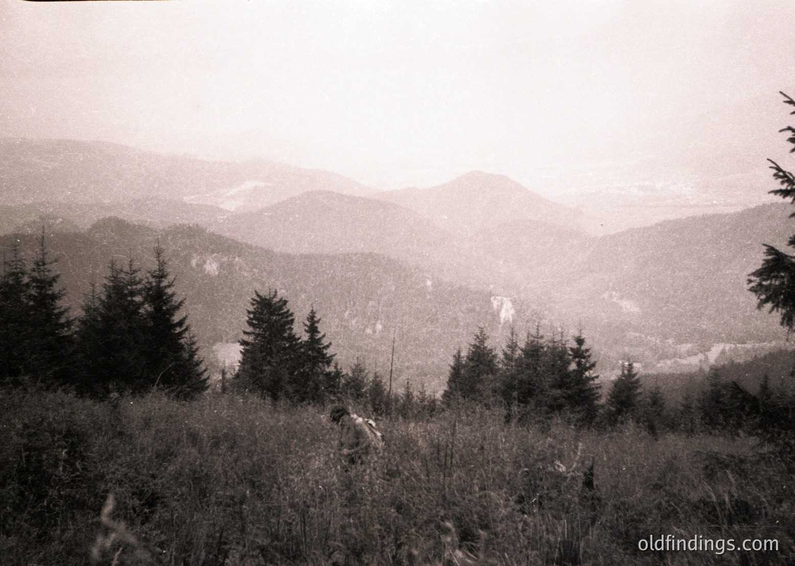 Vintage black-and-white landscape of rolling alpine ridges and dense coniferous forest. Mist obscures distant peaks, highlighting atmospheric depth. Foreground grass and trees suggest a high-elevation viewpoint.