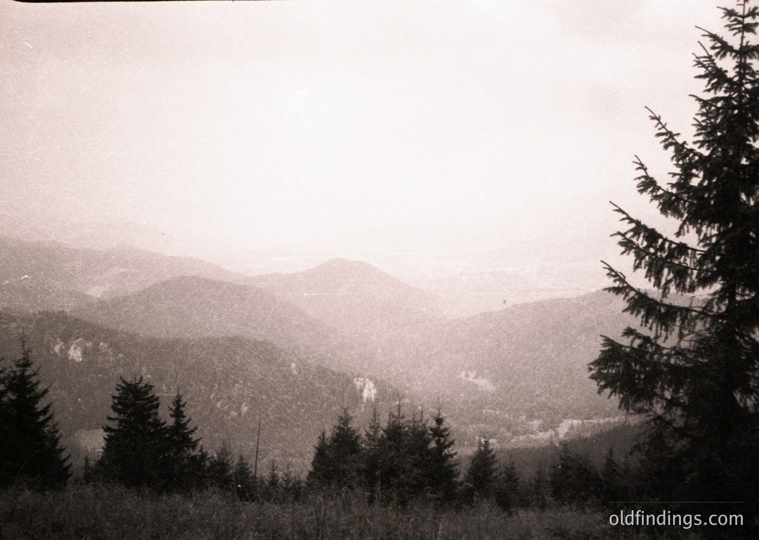 Vintage sepia-toned mountain landscape with dense coniferous forest foreground. Misty valleys and layered ridges suggest alpine terrain, likely European. Early 20th-century photographic style.