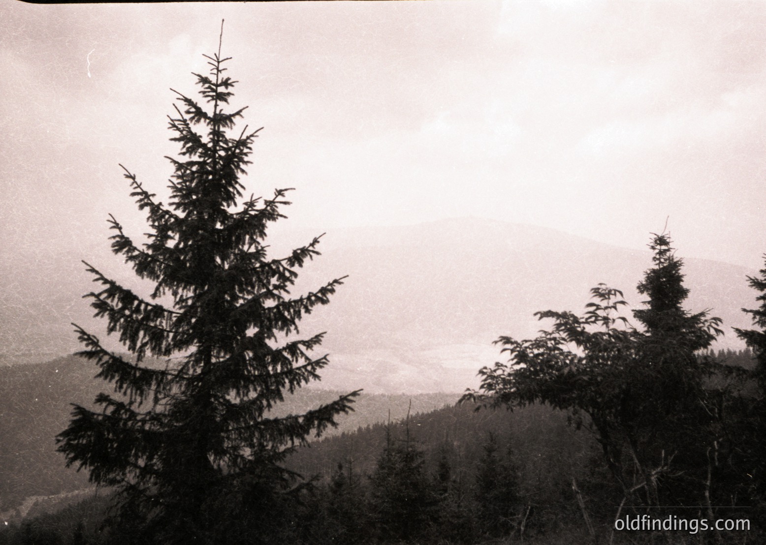 Black-and-white forest scene with two prominent evergreen trees framing misty mountain valleys. High-contrast lighting emphasizes texture and depth. Likely mid-20th century due to grain and sepia tone. Ideal for vintage travel or nature stock.