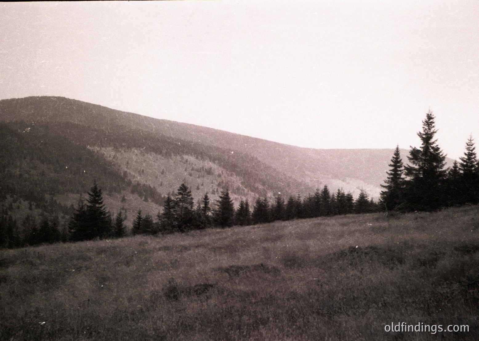 Black-and-white alpine landscape with dense coniferous forest framing a rolling, grassy valley. Distinctive layered ridges and sparse vegetation suggest high-altitude terrain. Vintage sepia tone indicates mid-20th century photography. Ideal for nature, travel, and historical research references.
