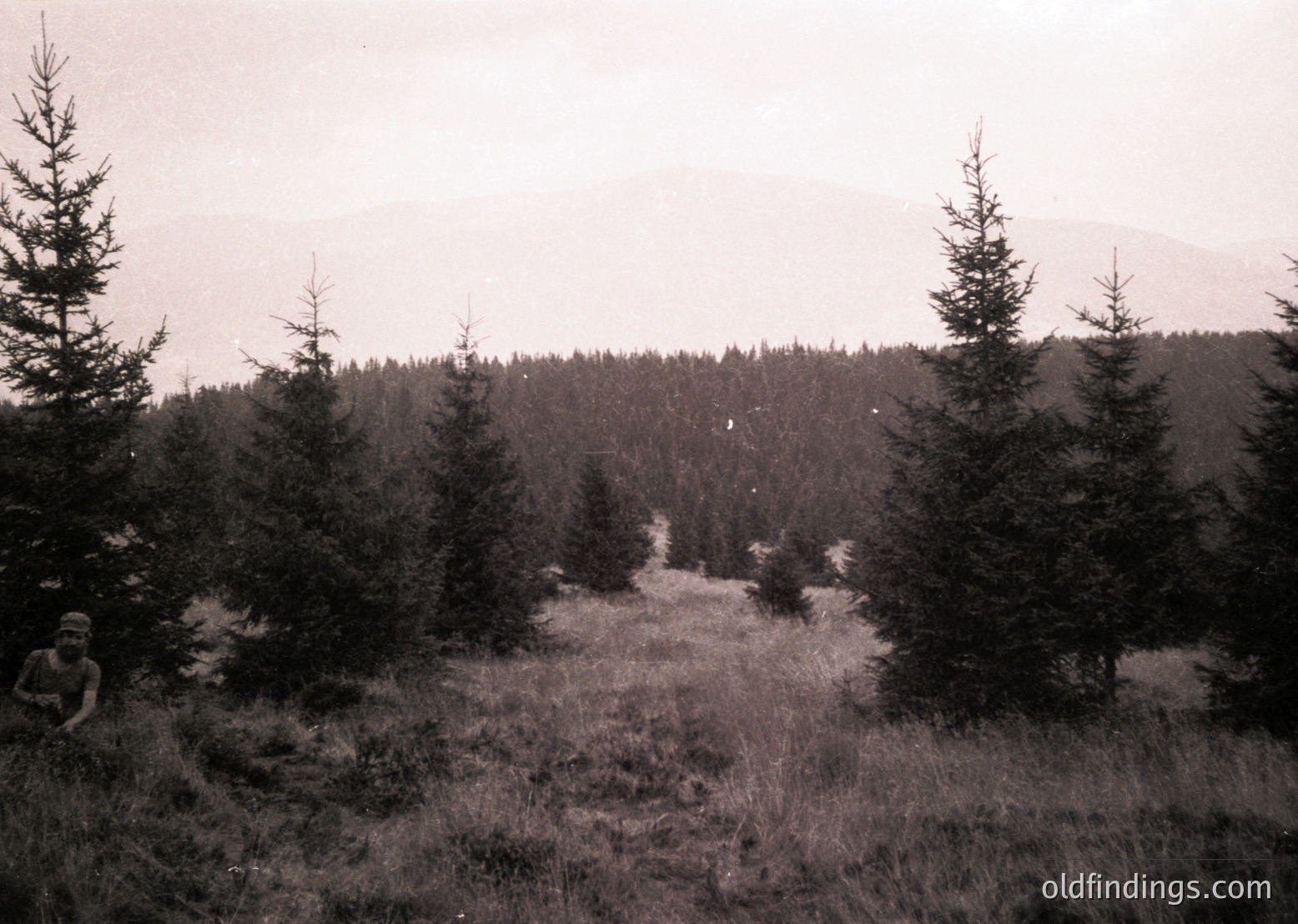 Black-and-white forest scene with lone figure in foreground, likely mid-20th century. Dense pine trees frame a narrow, sunlit path leading to distant mountains. Grassland and sparse vegetation dominate the open area.