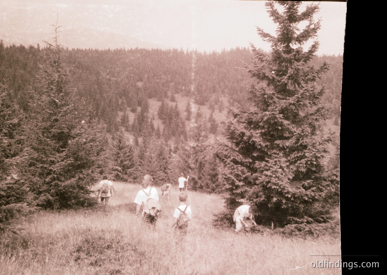 Vintage sepia-toned photo of a group of hikers ascending a forested trail, likely early 20th century. Dense coniferous forest frames the path, with a lone tall pine tree prominent on the right. Hikers wear long-sleeve shirts and wide-legged pants, suggesting cooler weather.