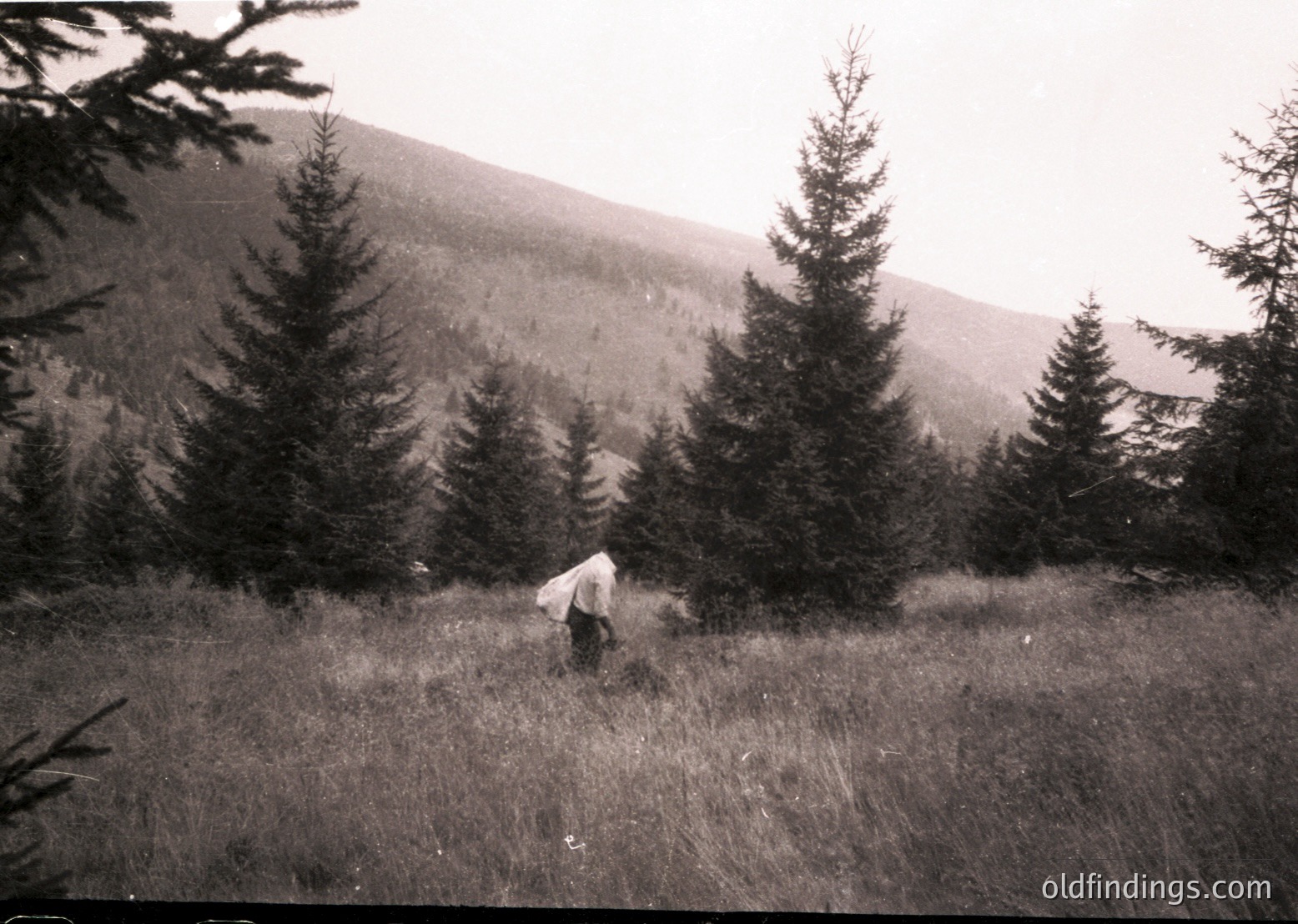 Black-and-white vintage photo of lone figure tending sheep in alpine meadow, surrounded by dense coniferous forest. Mid-20th century pastoral scene, likely European Alps or similar region.