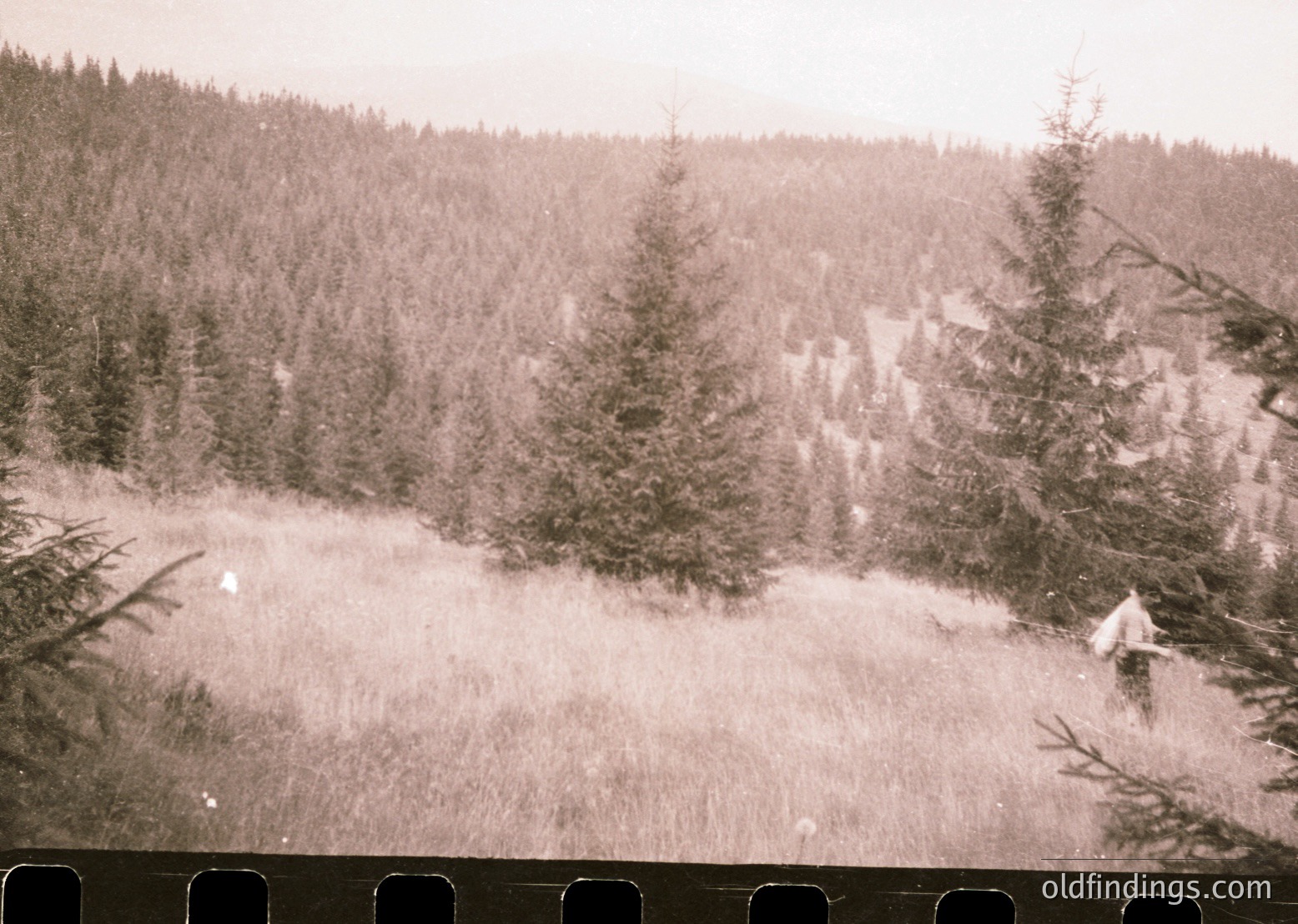 Vintage sepia-toned landscape featuring a snow-covered meadow bordered by dense coniferous forest. The scene suggests early spring or late winter, with patches of snow and exposed grass. Likely taken from a train or elevated platform, evidenced by the visible railing.