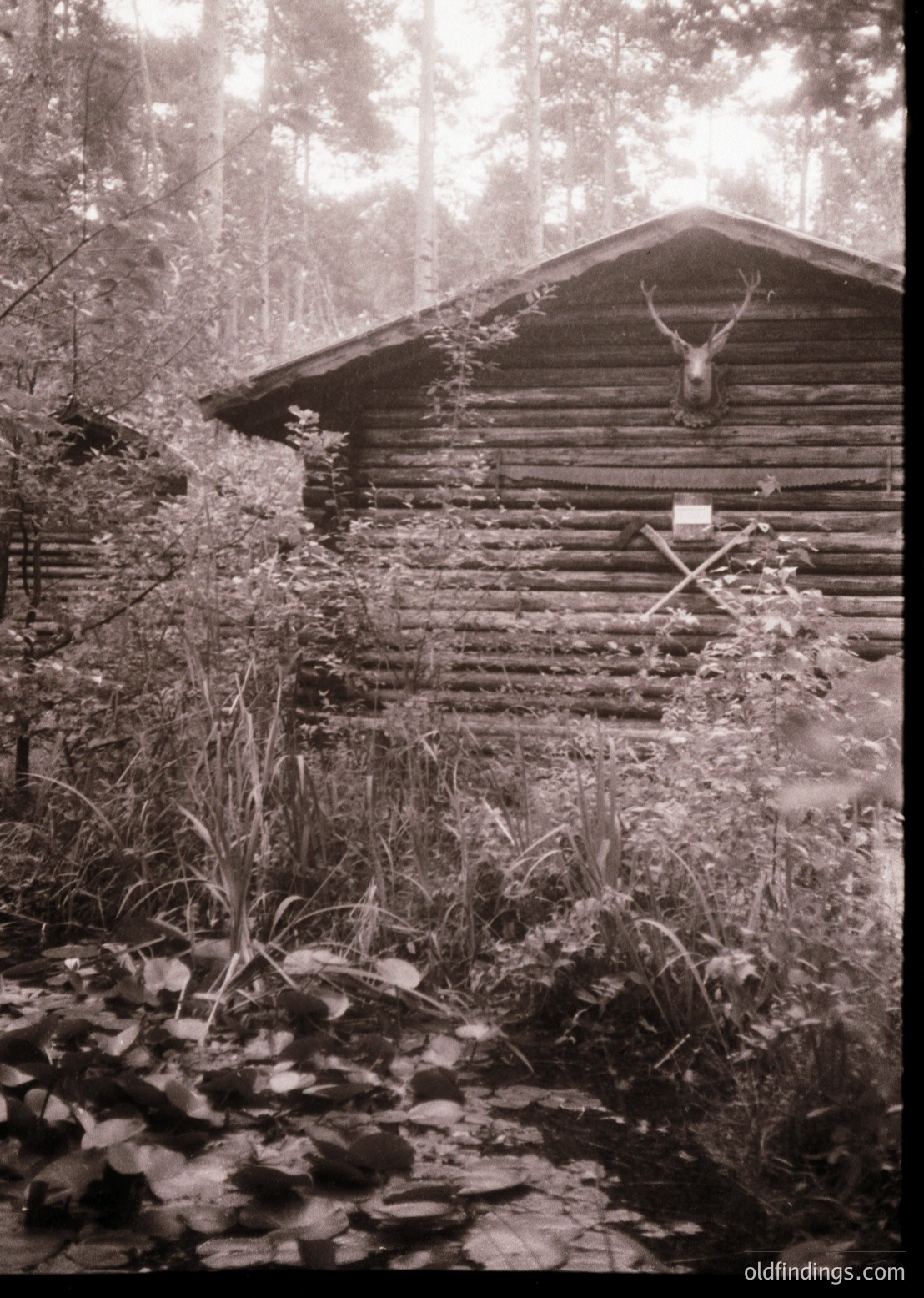 Rustic wooden cabin nestled in dense forest, framed by moss-covered logs and ferns. Mounted deer head with antlers above a rustic cross symbolizes heritage hunting traditions. Vintage sepia tone suggests early-to-mid 20th-century rural architecture.