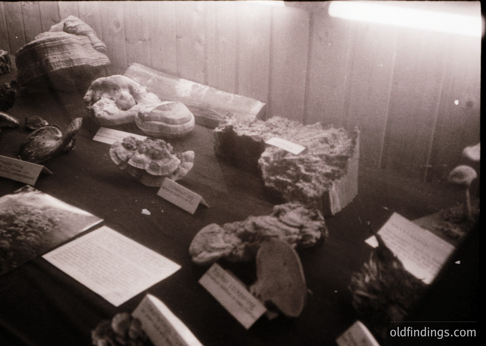 Vintage display of fossilized marine specimens in a wooden case, likely from a museum or educational exhibit. Visible are ammonite fossils, coral fragments, and shell remains, each labeled with small cards. The lighting suggests a mid-20th century setting, possibly . Ideal for historical research on paleontology or marine biology.