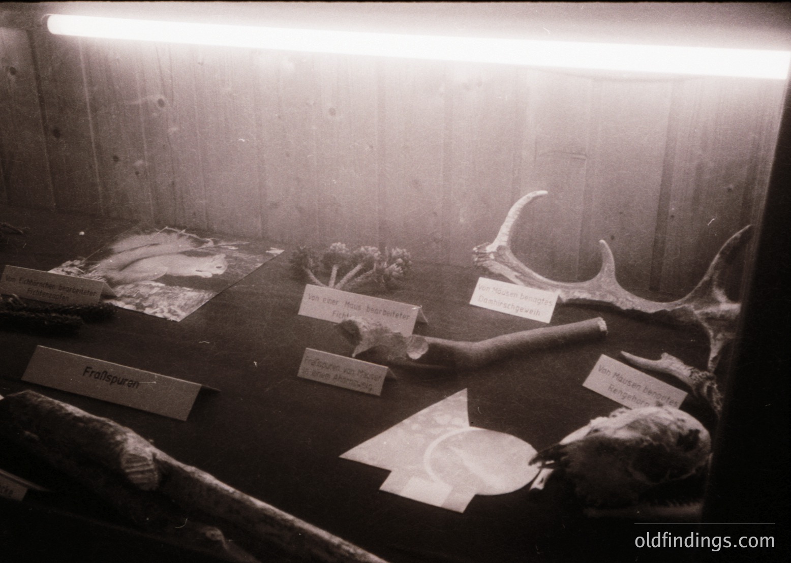 Indoor display case showcasing preserved marine specimens: a shark fin, whalebone, and unidentified skeletal fragments. Labels identify "Frappeurs," "Pilier dorsal," and "Nar Maxillaire." Mid-20th century museum exhibit, likely European.