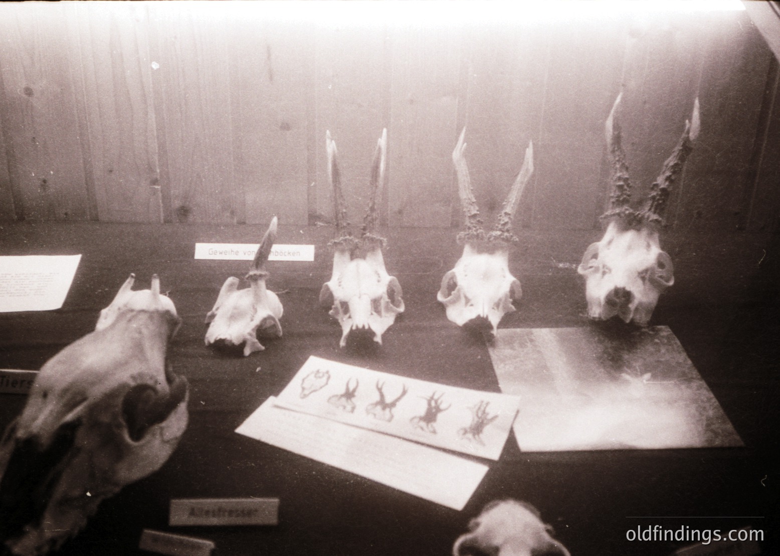 Vintage display of mounted animal skulls in a dimly lit, wooden-walled room, likely a museum or taxidermy exhibit. Skulls include deer (with antlers), a small carnivore, and a bird of prey. Labels identify species, with "Allesfresser" (omnivore) noted. Black-and-white, grainy texture suggests mid-20th century. Ideal for historical research or nature education.