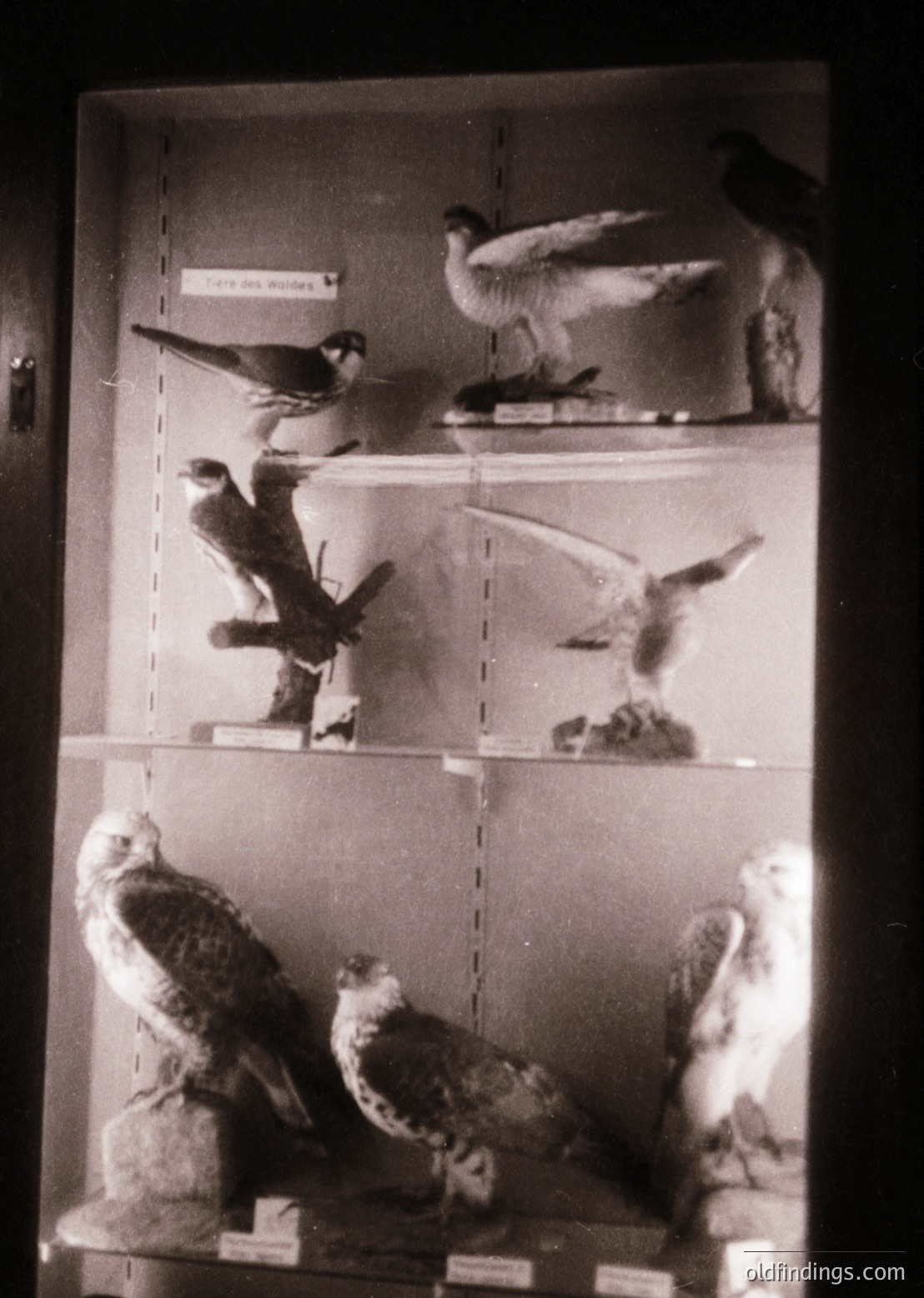 Taxidermied birds in mid-flight and perched poses, displayed in a museum-style glass case. Label reads *"Oiseaux"* (French for "birds"). Likely 20th-century natural history exhibit, possibly European.