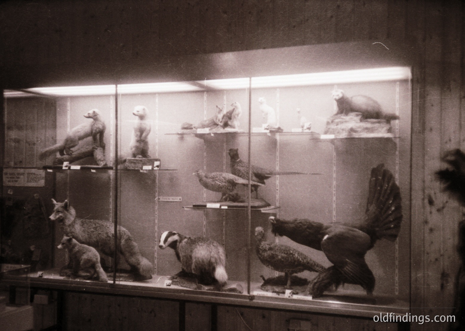 Taxidermied animals displayed in a glass case, likely from a museum or private collection. Features include a fox, various birds (eagle, pheasant, duck), and a sea lion. The setting suggests mid-20th century () with vintage lighting and display techniques.