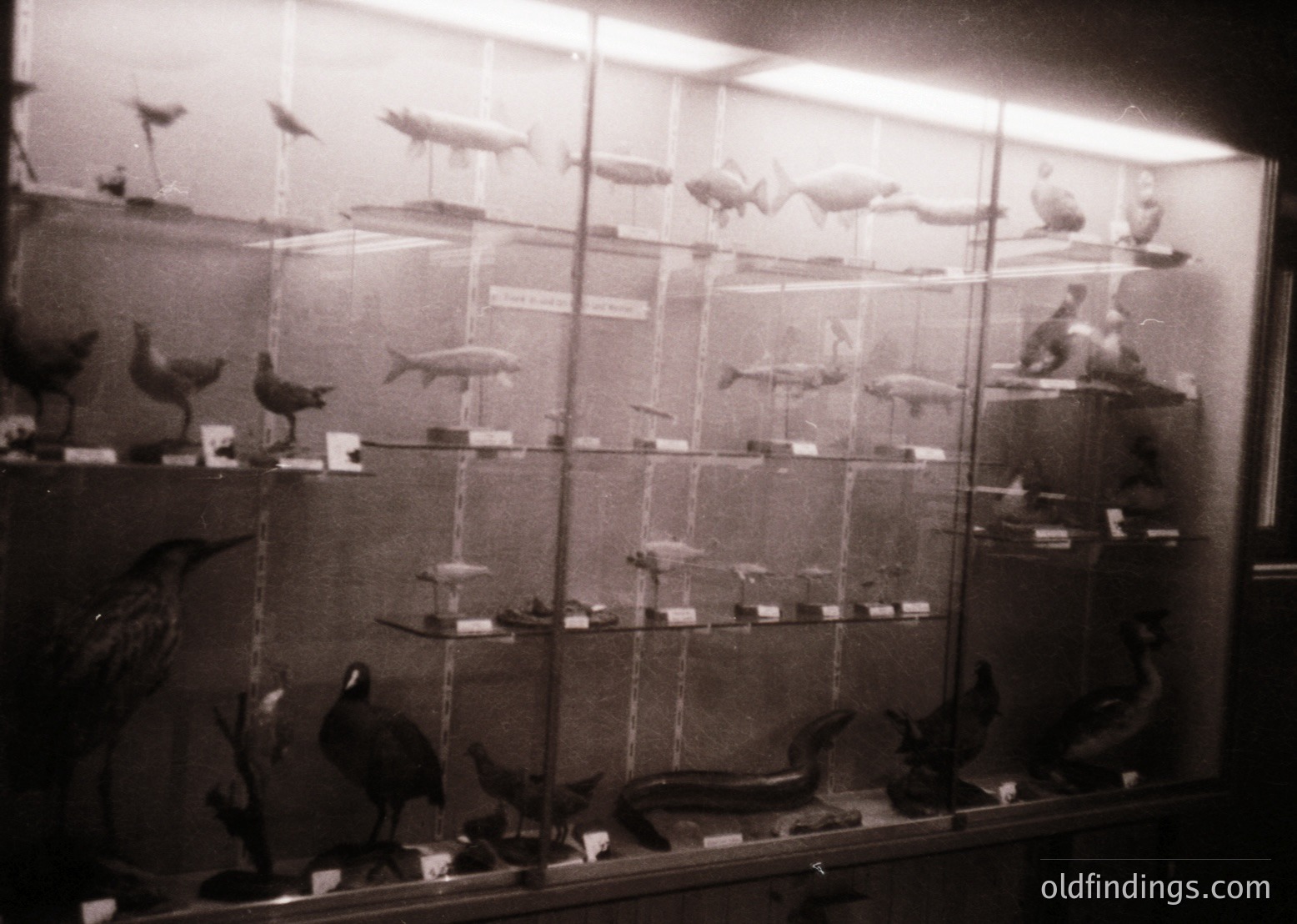 Vintage museum display showcasing taxidermied birds and marine specimens in glass cases, likely from mid-20th century. Arranged by species, with labels indicating identification. Dark, moody lighting enhances vintage aesthetic.
