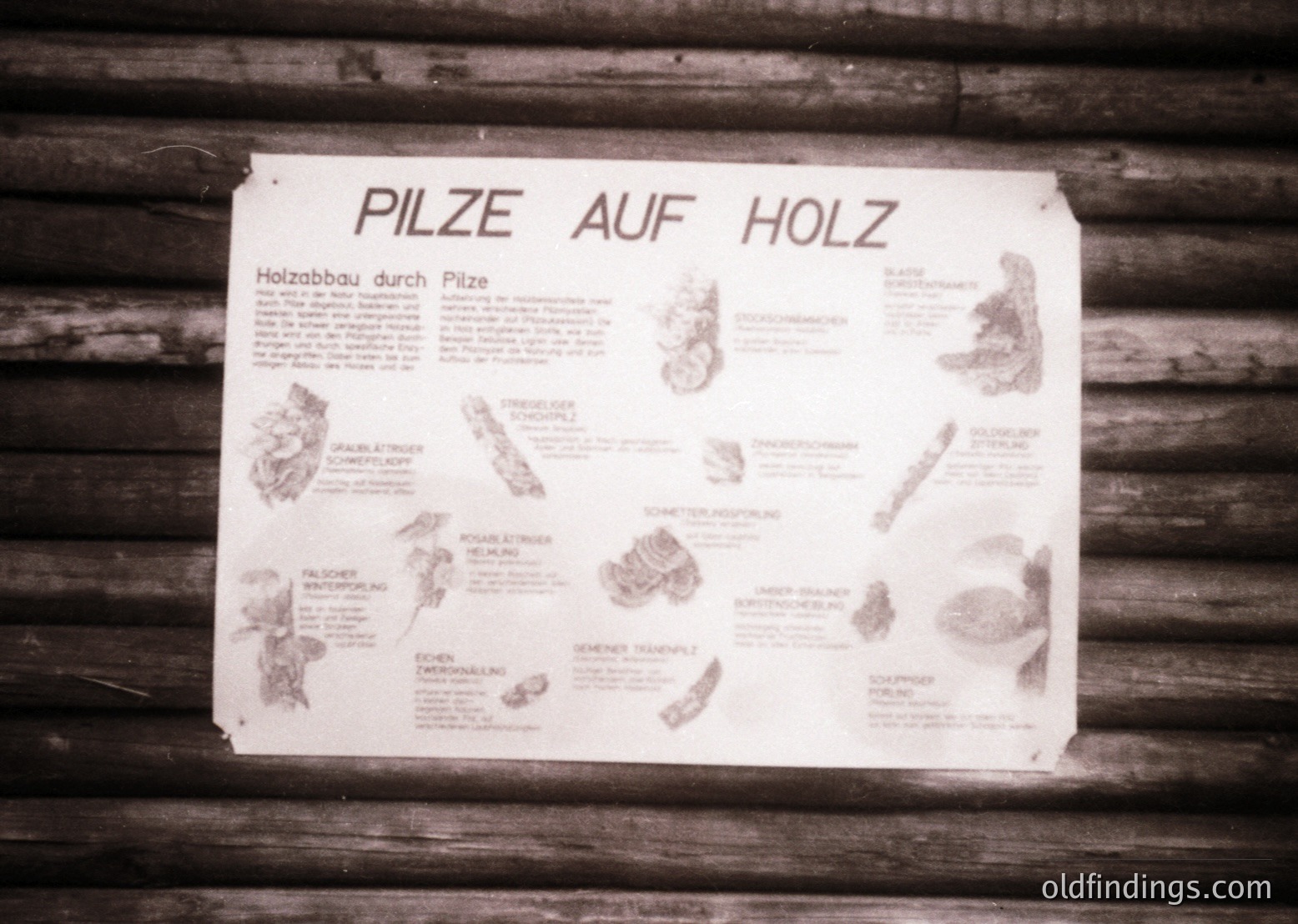 Vintage wooden sign detailing fungal growth on timber, titled *"PILZE AUF HOLZ"* (German for "Fungi on Wood"). Illustrations depict various wood-rotting fungi with German names and descriptions. Likely from a forestry or carpentry manual, 1960s–1980s. Useful for historical wood preservation research or industrial design references.