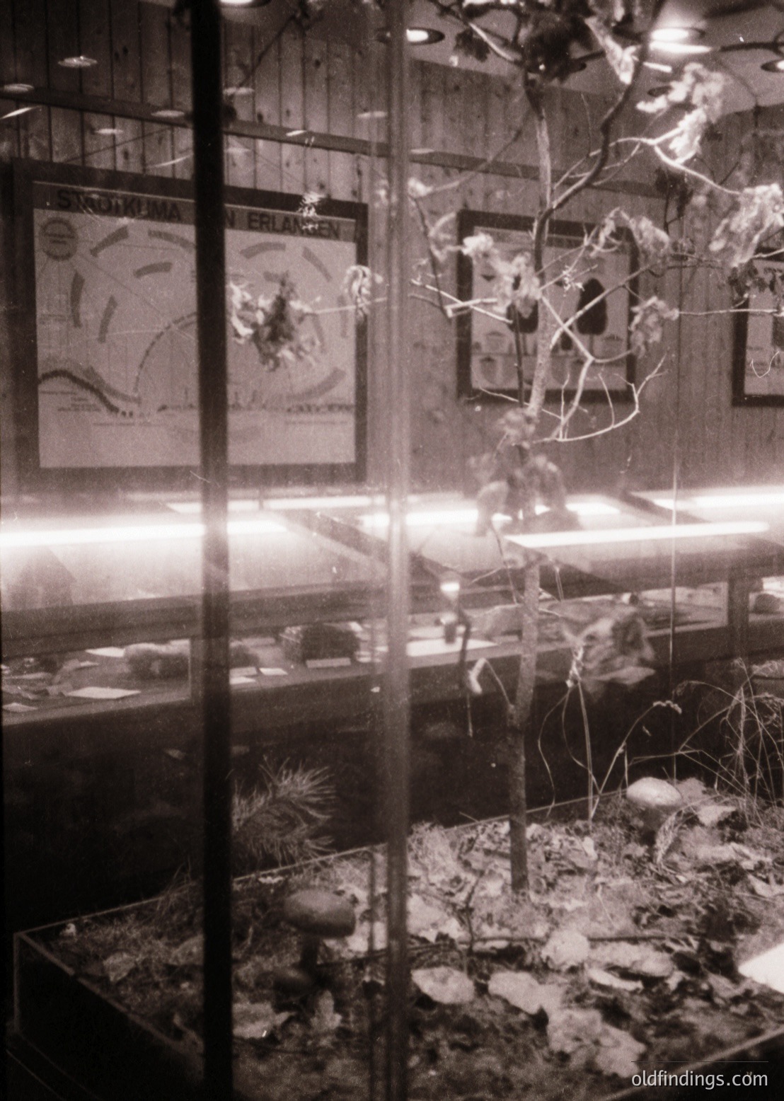 Vintage diorama showcasing a winter forest scene with snow-covered trees and frozen lake. Glass display case highlights intricate details like ice formations and animal tracks. Posters in background depict wildlife and geographical maps, suggesting an educational exhibit. Likely from mid-20th century () natural history museum.
