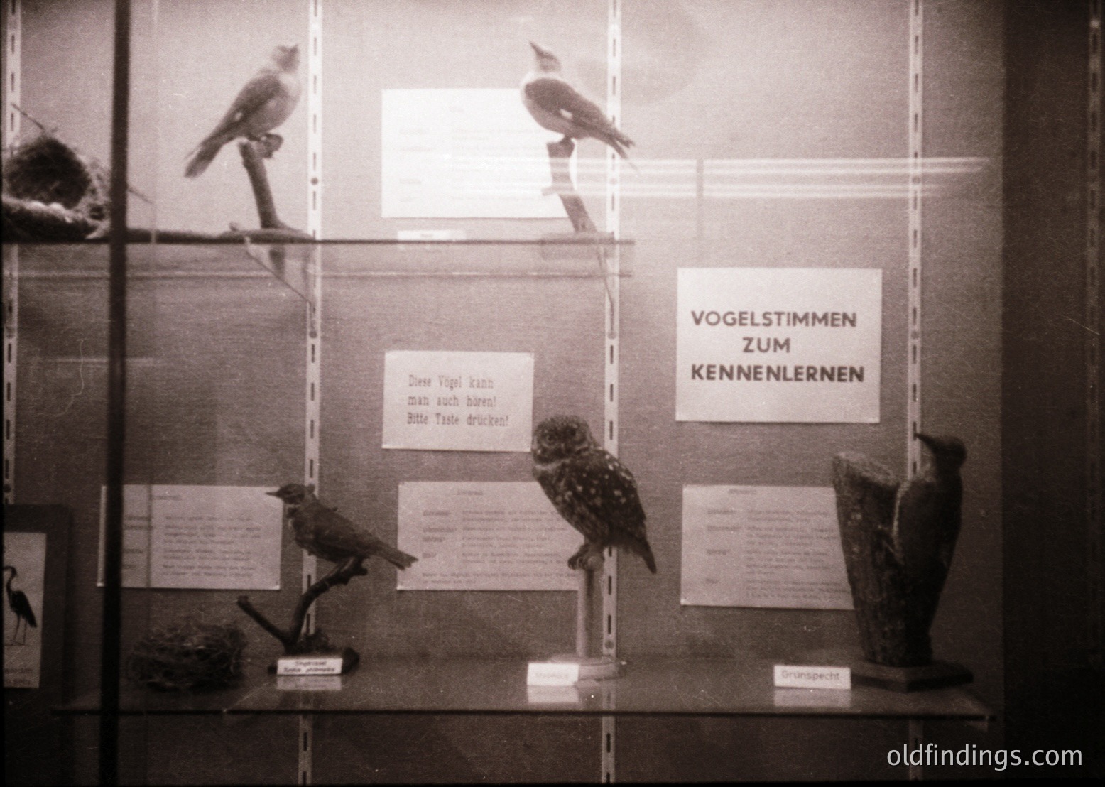 Vintage display case showcasing mounted bird specimens with informational labels in German, likely from a natural history exhibit. Features perched owls, songbirds, and a sign reading *"Vogelstimmen zum Kennenlernen"* (Learn Bird Sounds). Mid-20th century educational exhibit design.
