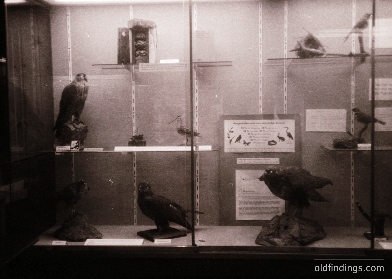 Mid-20th century museum display showcasing taxidermied birds in glass cases. Perched specimens include a hawk, owl, and songbirds with informational plaques in German. Industrial lighting and minimalist design suggest a public education setting, likely –.