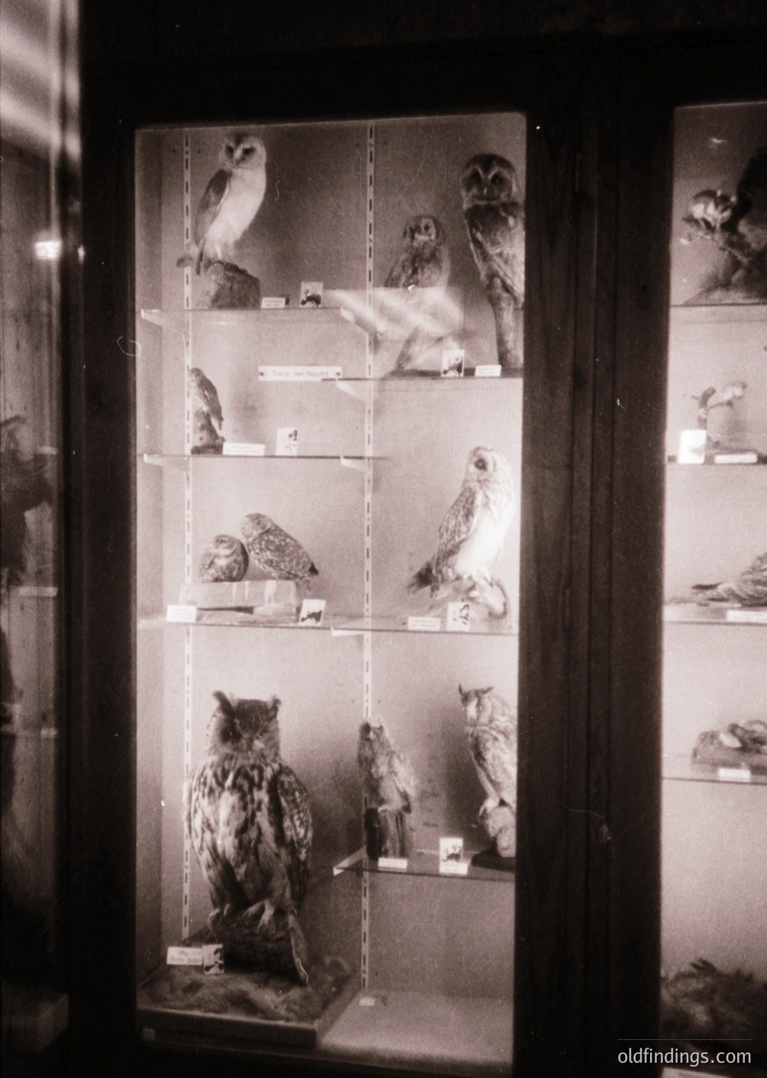 Taxidermied owls displayed in a museum-style glass case, arranged by species and posture. Mid-20th century natural history exhibit, likely . Indoor setting with dim lighting.
