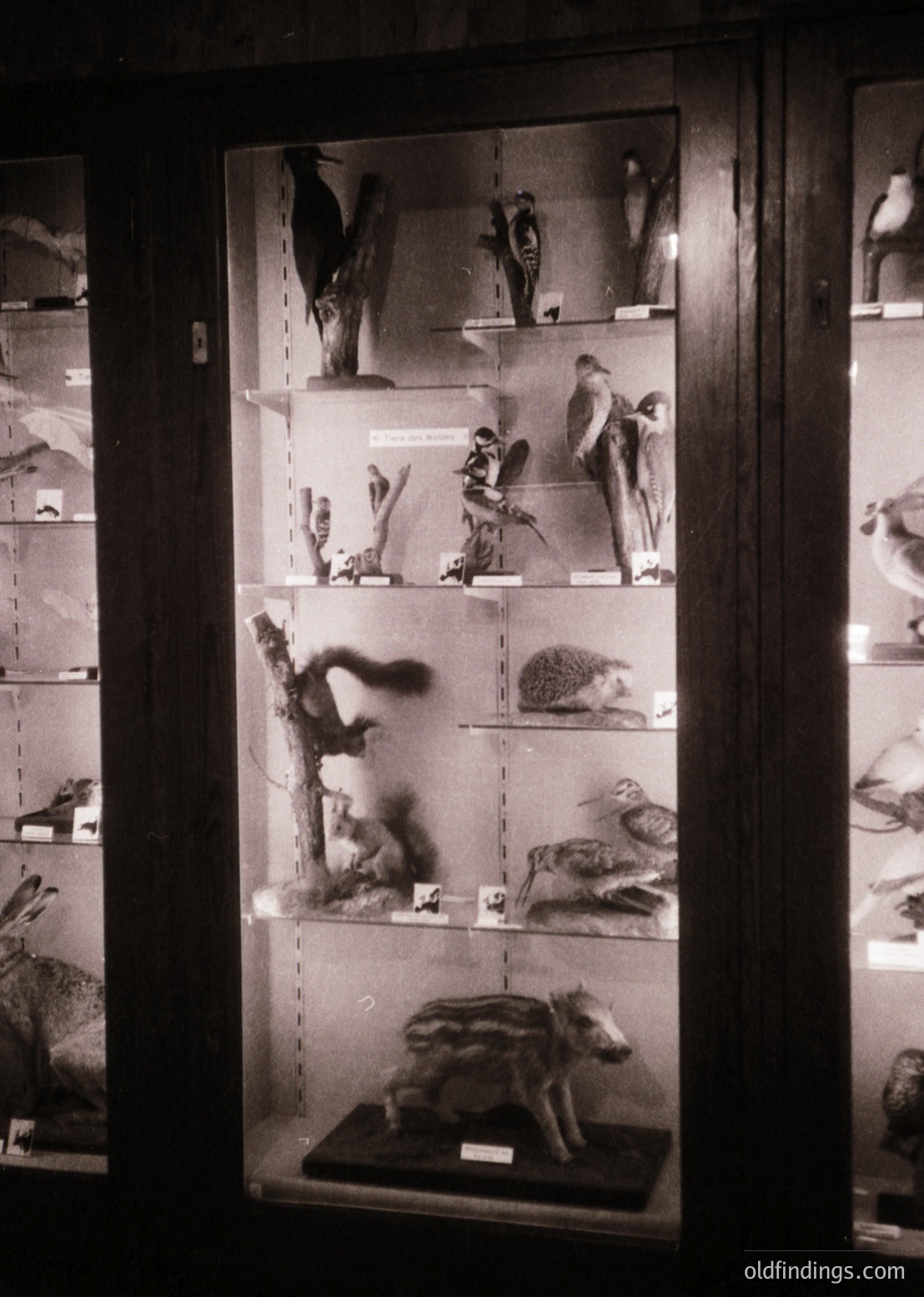 Taxidermied birds and mammals displayed in a dimly lit, glass-fronted cabinet. Shelves showcase perched birds, a hedgehog, and a fox in a naturalistic pose. Likely a 19th–early 20th century natural history exhibit or private collection.