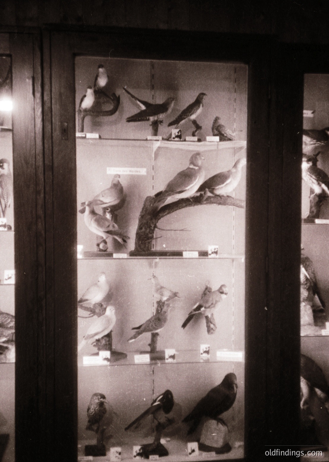 Vintage display of meticulously posed pigeon taxidermy on illuminated shelves, likely from a 20th-century natural history exhibit. Birds perch on branches, perches, and rocks in lifelike mid-flight and resting poses. Labels indicate species identification. Dark cabinetry contrasts with bright backlighting, enhancing detail. Ideal for historical research on ornithology or museum design.