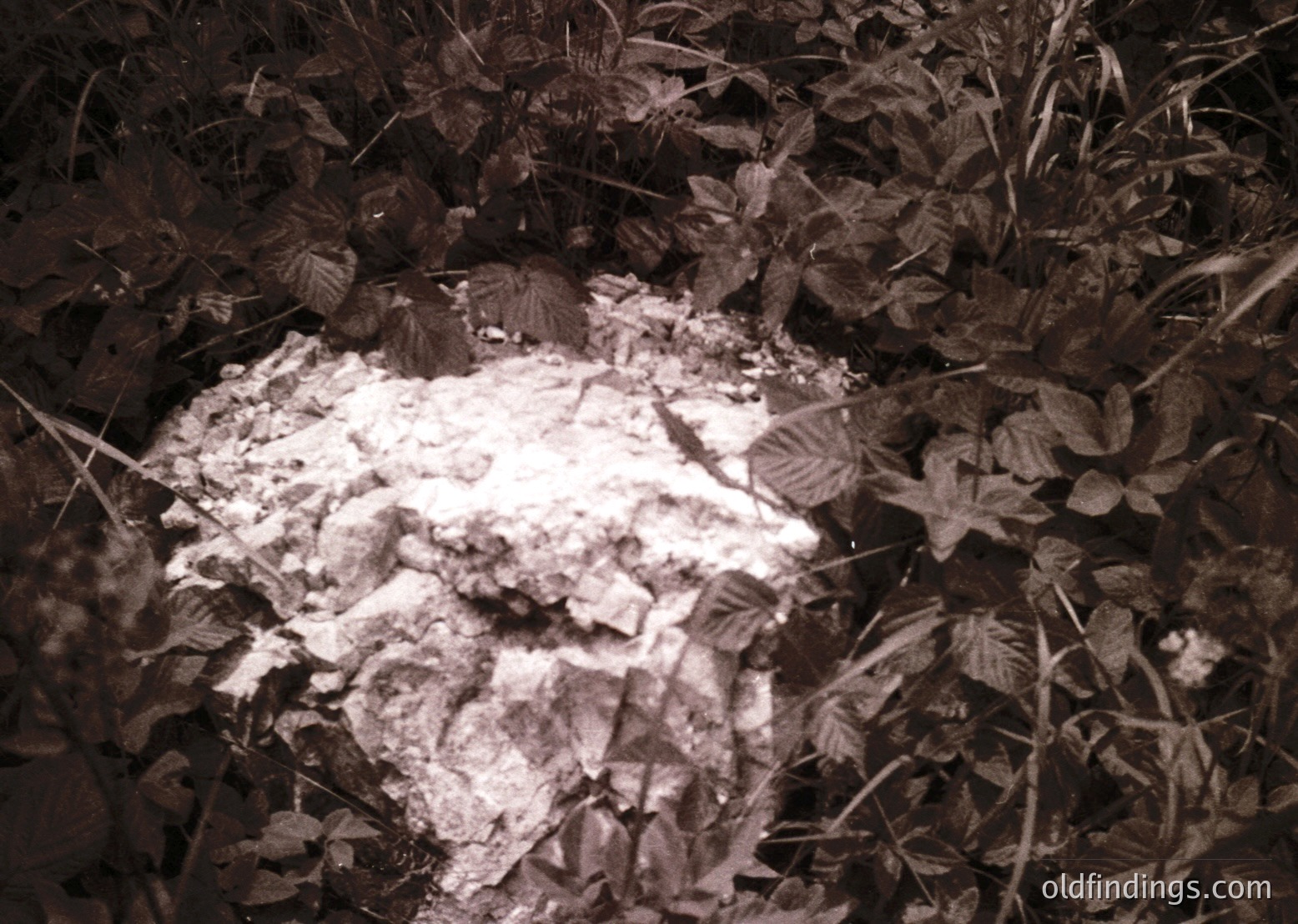 Close-up of a snowdrift partially buried under autumn foliage, likely in a temperate forest. The contrast between white snow and brown leaves suggests early winter or late autumn. Ideal for nature studies, seasonal transitions, or environmental documentation.
