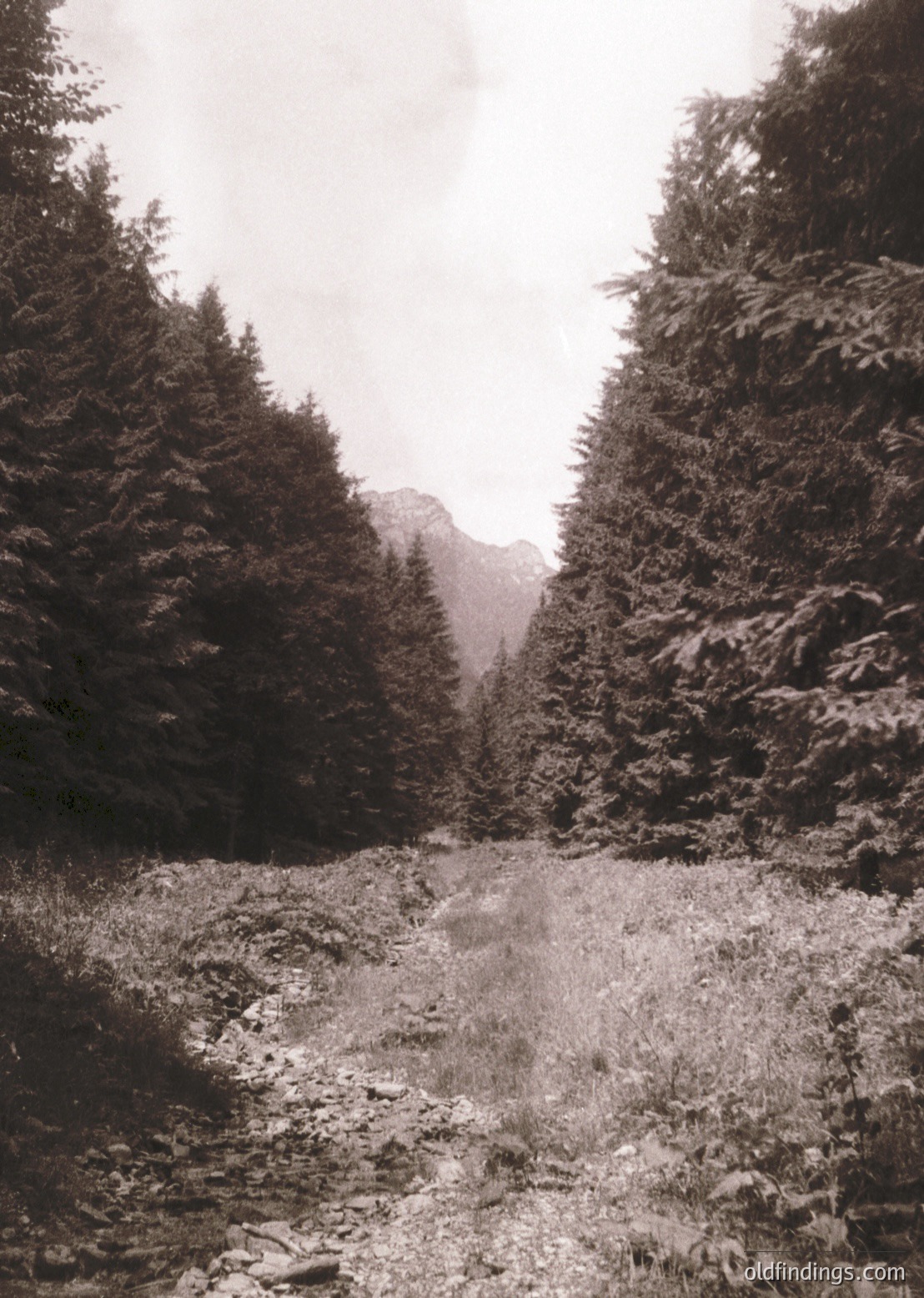 Black-and-white forest path flanked by dense coniferous trees, leading toward misty mountains. Classic vintage aesthetic, likely 20th-century monochrome photography. Ideal for nature, travel, and historical stock imagery.