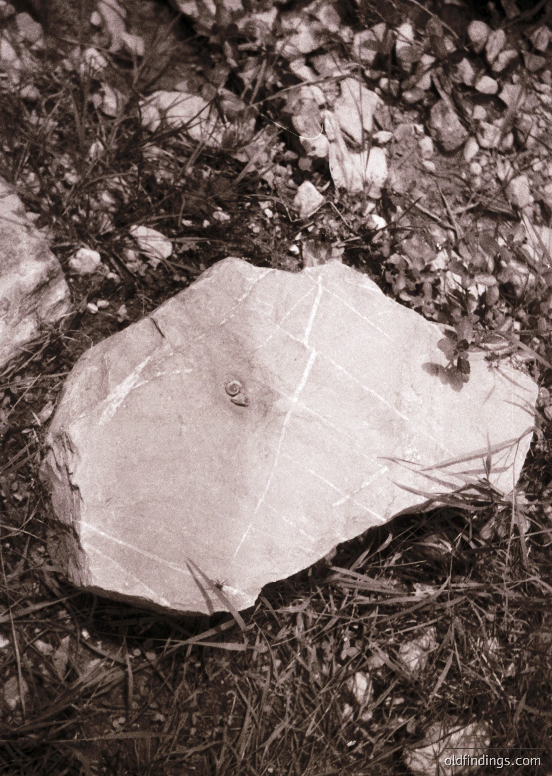 Damaged vintage leather shoe sole resting on dry grass and gravel. Textured surface suggests wear from outdoor use. Ideal for fashion archives, historical footwear studies, or industrial design references.