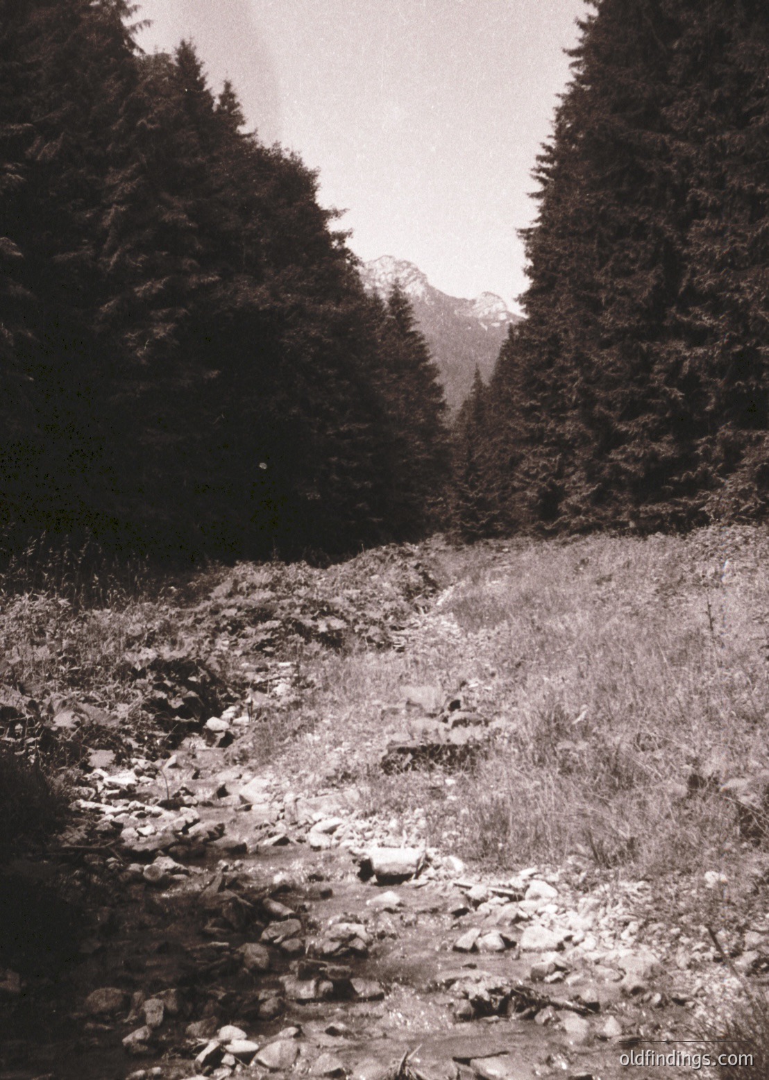 Dense coniferous forest path winding through rugged alpine terrain, framed by towering evergreens. Snow-capped peaks visible in misty distance, suggesting high-altitude setting. Black-and-white vintage aesthetic, likely mid-20th century.