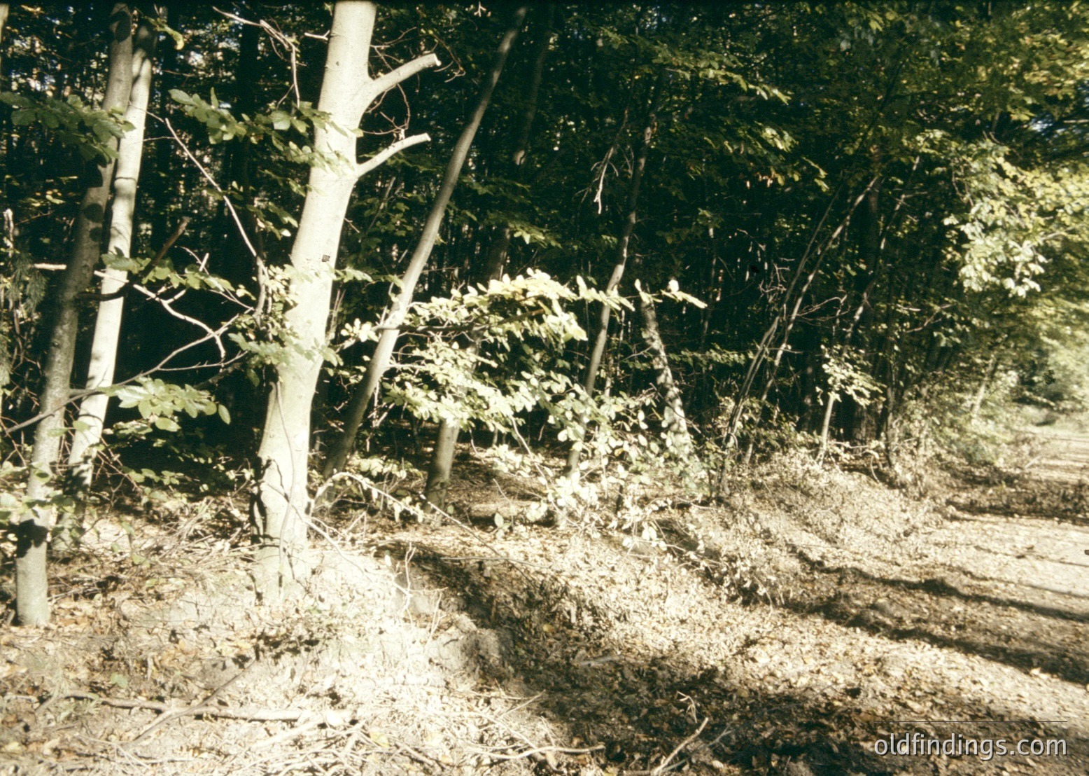Vintage sepia-toned forest scene showing a partially buried military vehicle, likely a half-track, amid dense woodland. Distinctive tracks and vegetation suggest WWII-era European setting. --- *Note: The sepia tone and style suggest a historical photograph, likely from the mid-20th century. The vehicle’s design aligns with WWII-era equipment, but exact location remains indeterminable.*