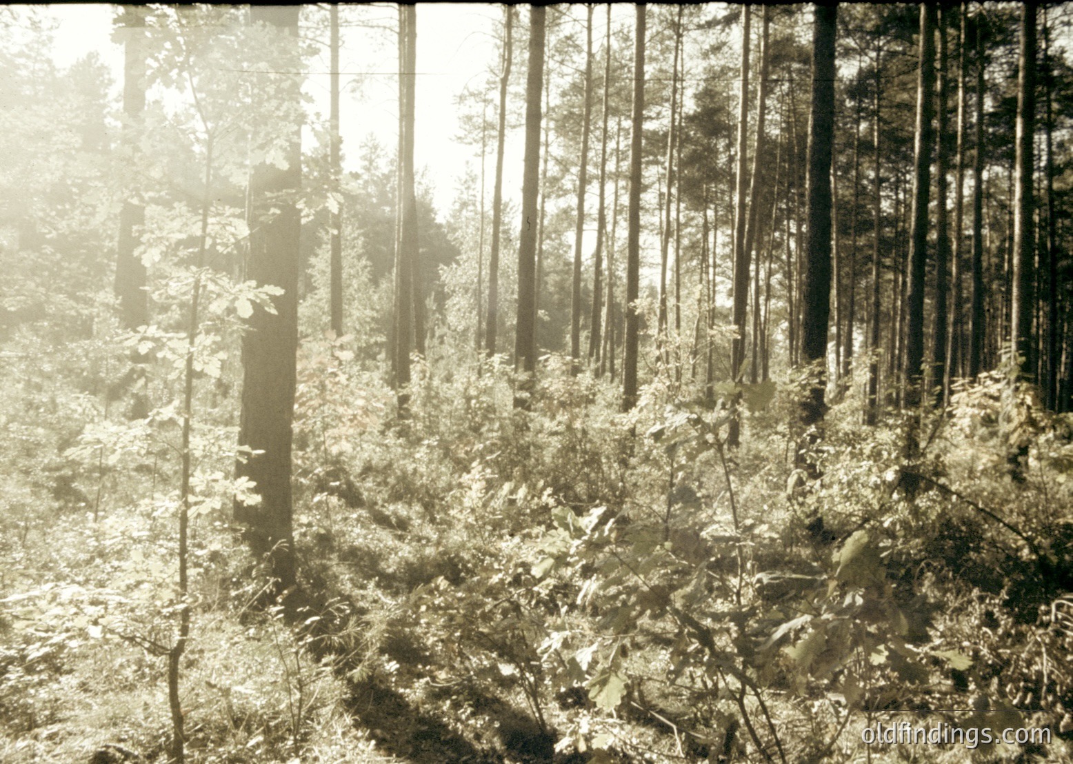 Vintage sepia-toned forest scene with dense coniferous trees and underbrush, bathed in soft morning light. Likely early 20th-century European or North American wilderness.