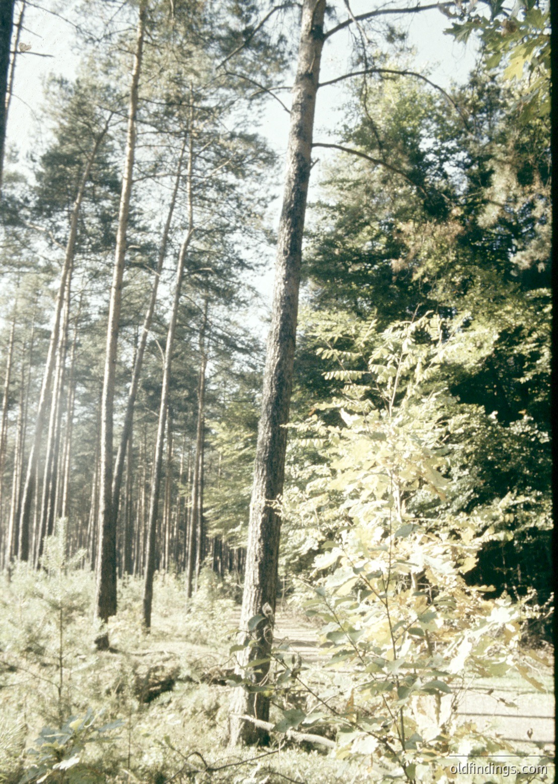 Sun-dappled forest glade with tall coniferous trees and ferns, bathed in soft light. The vertical trunks create a natural frame, while sunlight filters through the canopy. Likely a temperate climate, possibly European or North American.