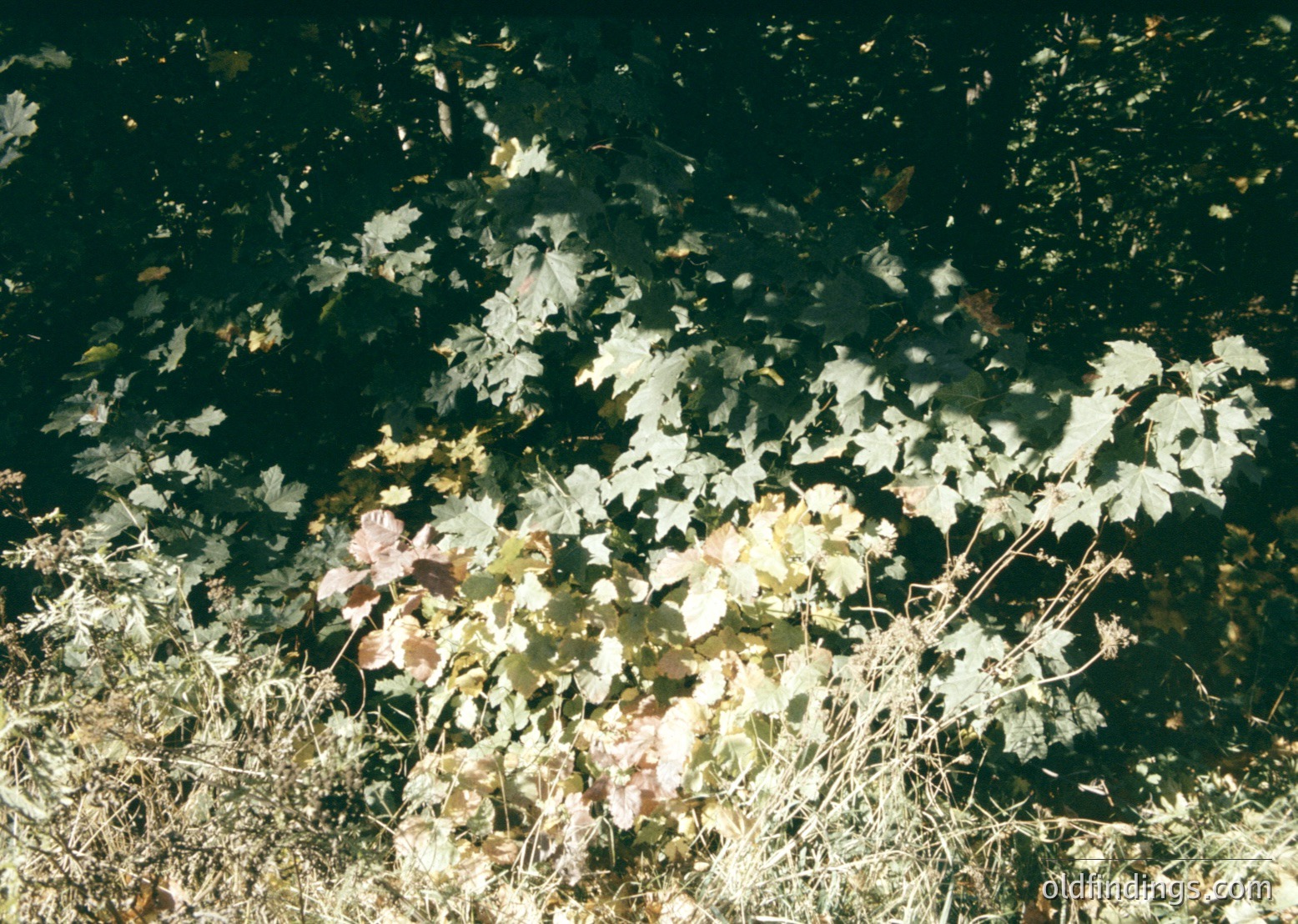 Vintage close-up of autumn foliage in shallow water, showcasing golden and russet leaves floating and partially submerged. The soft focus and warm tones evoke a nostalgic, natural aesthetic. Likely captured with analog film.