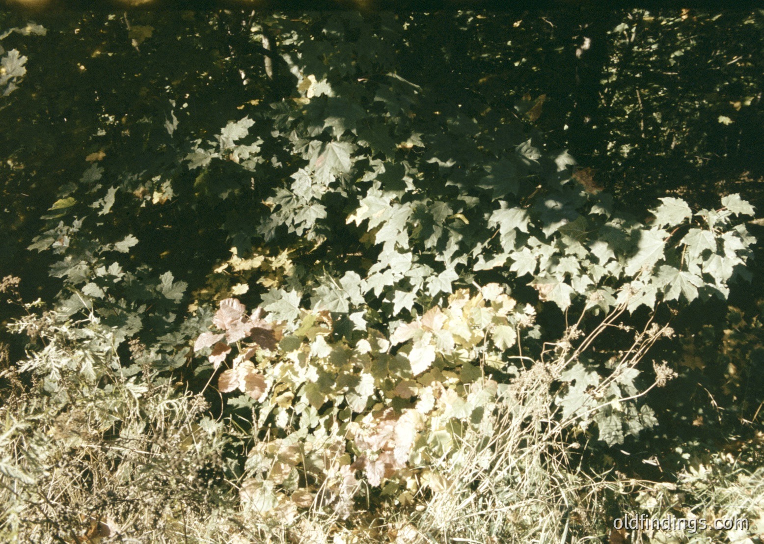 Close-up of autumn foliage in transition—mixed green, yellow, and brown leaves on a grassy surface, likely captured with vintage film grain. The lighting suggests early morning or late afternoon sun. Ideal for botanical studies, nature photography, or seasonal design references.
