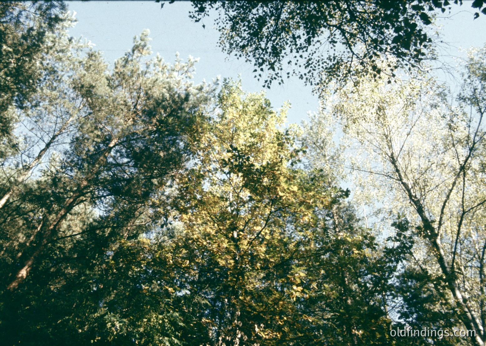 Vintage-style close-up of dense forest canopy with dappled sunlight filtering through leaves. Warm, sepia-toned aesthetic suggests analog film. Ideal for nature, travel, or historical photography references.