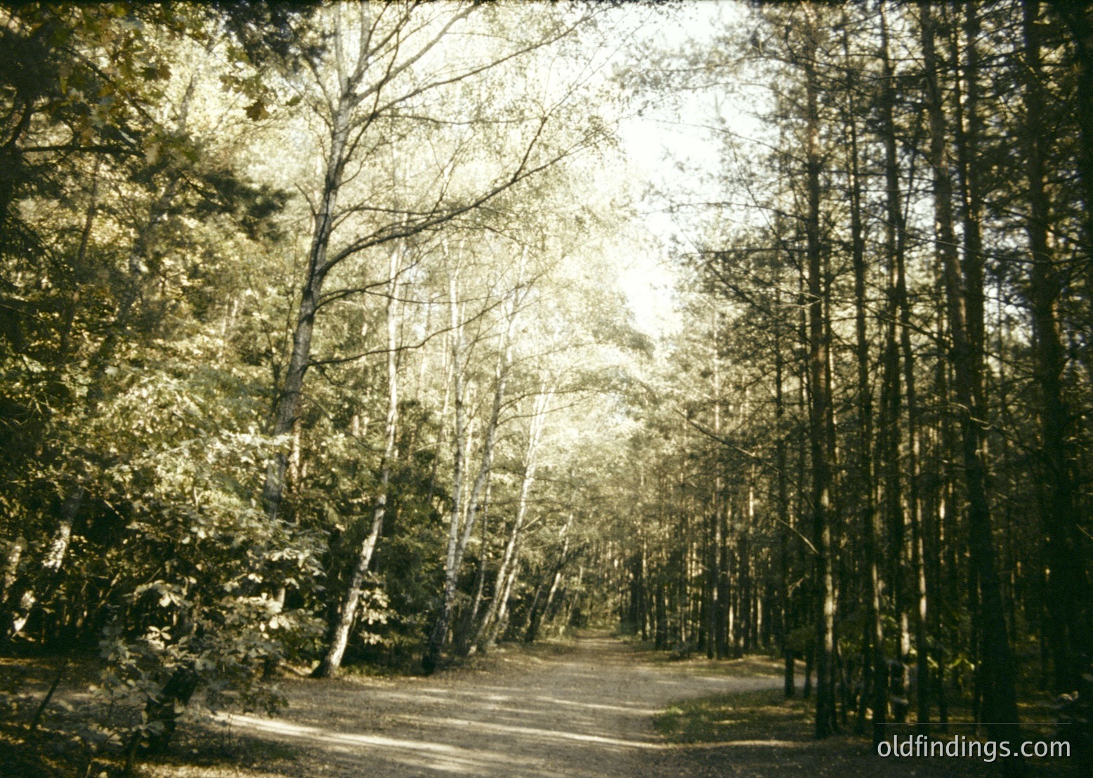 Vintage sepia-toned forest path flanked by birch and conifer trees, suggesting early 20th-century photography. Sunlight filters through foliage, casting dappled light on the dirt road.